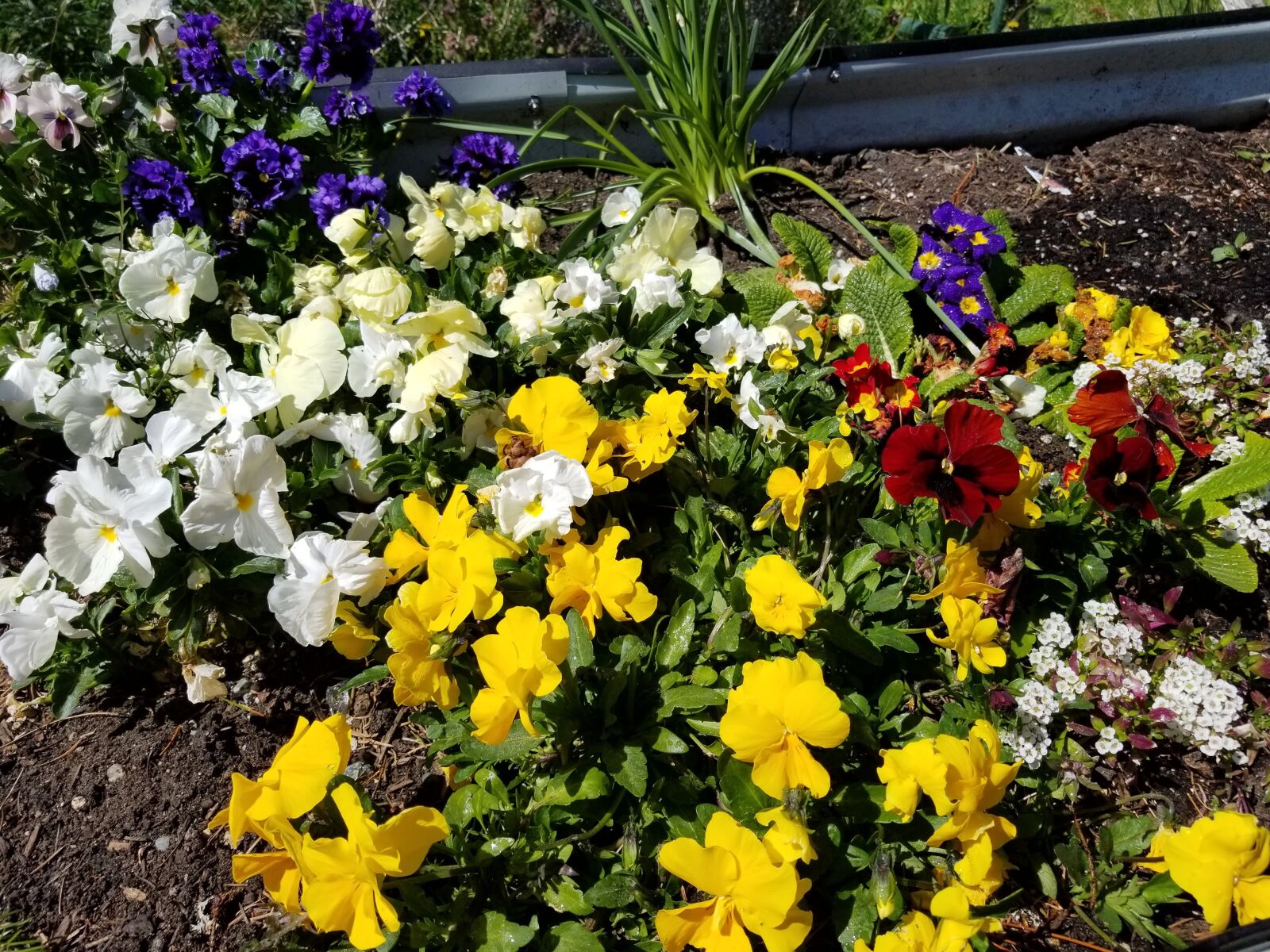 Samsung Galaxy S8 sample photo. Pansies, colorful, garden photography