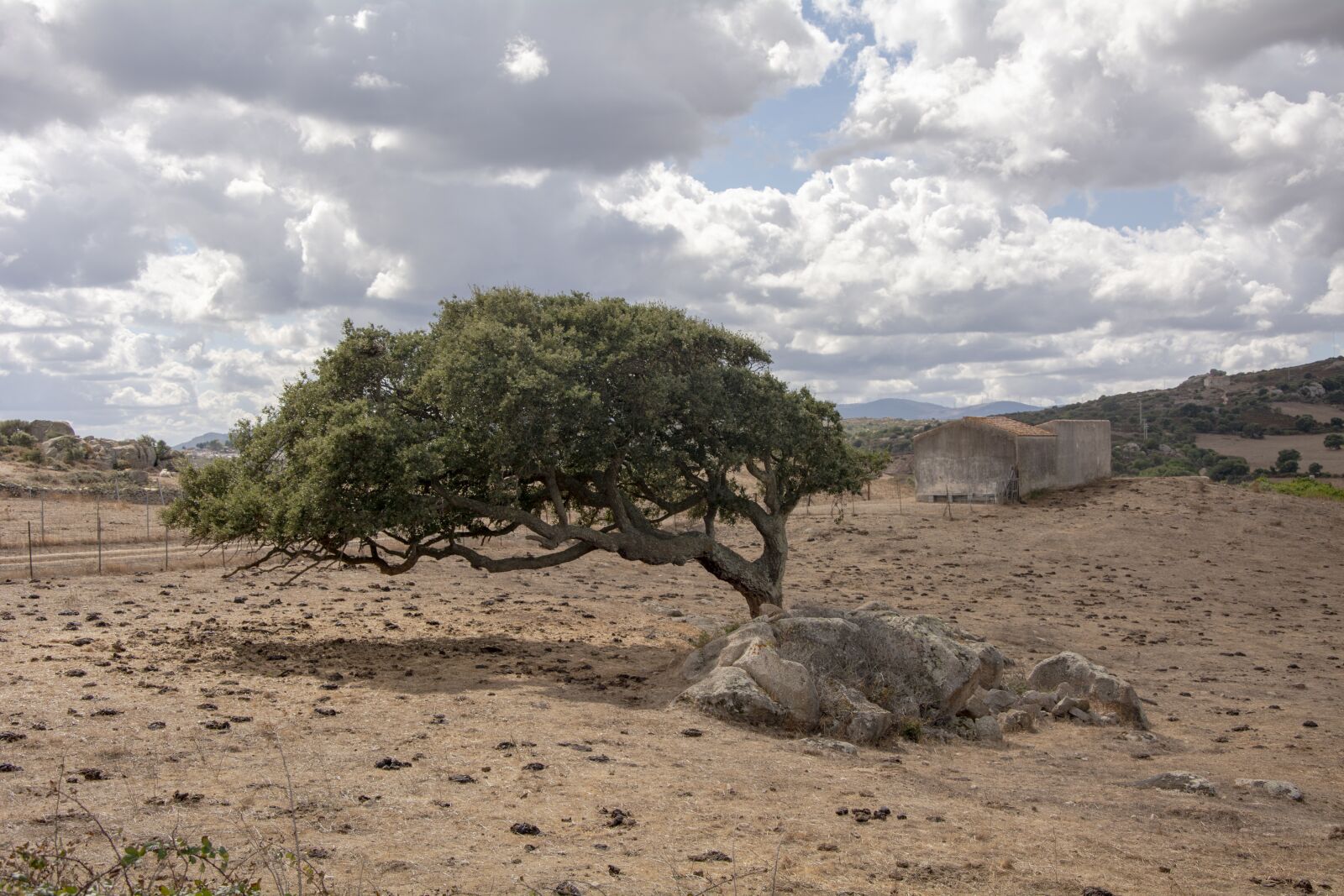 Nikon D7100 sample photo. Tree, nature, sardinia photography