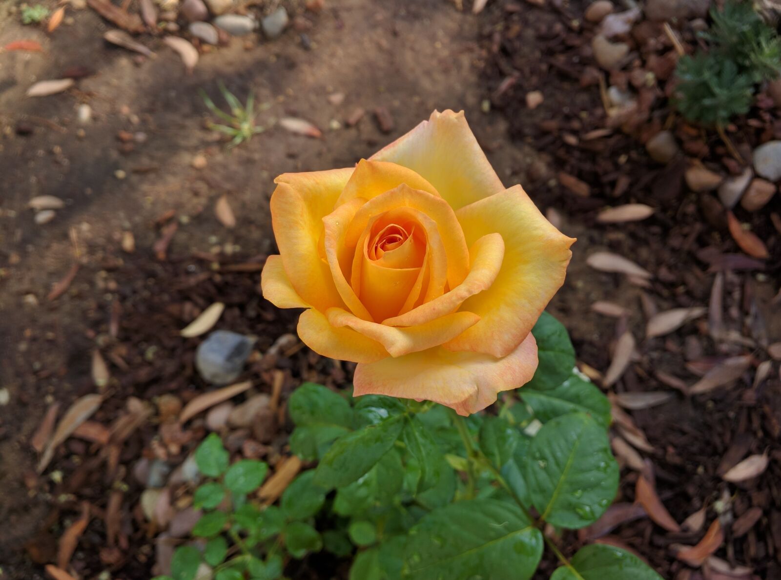 Motorola Nexus 6 sample photo. Rose, flower, yellow photography