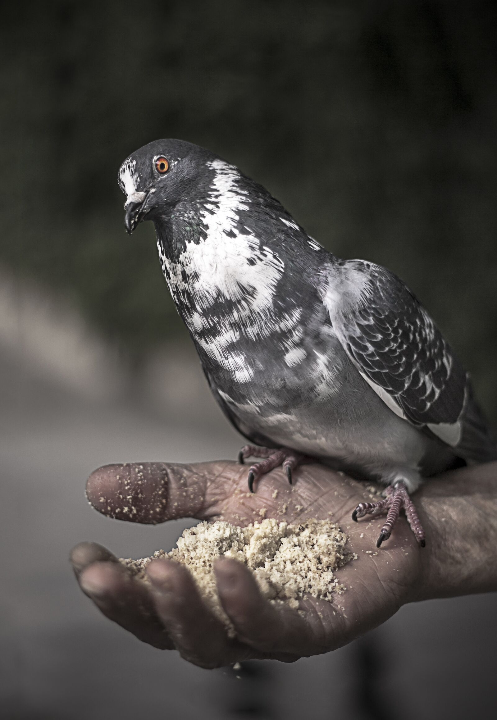 Canon EOS-1Ds Mark III + Canon EF 50mm f/1.8 sample photo. Bird, wing, pigeon photography
