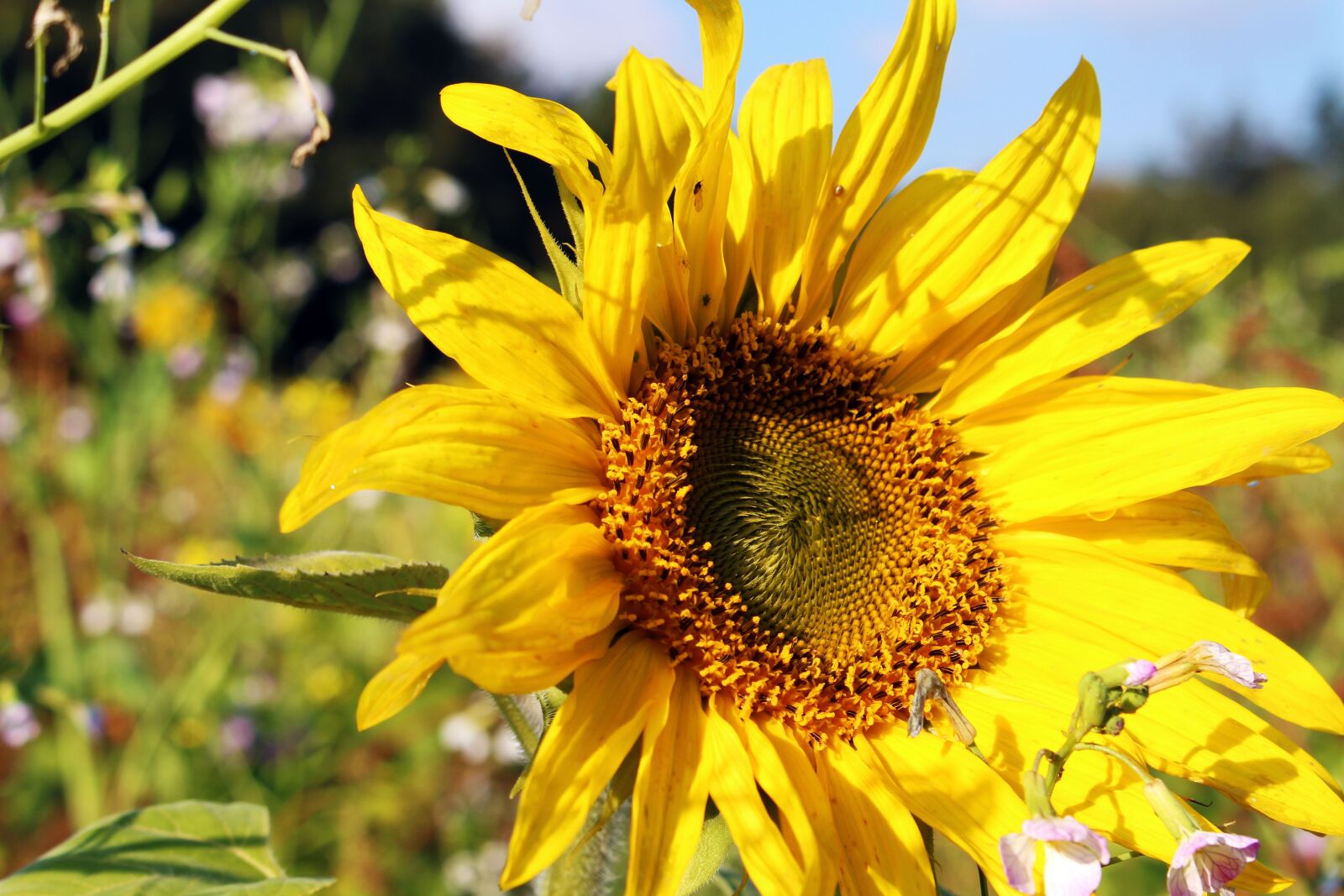 Canon EOS 700D (EOS Rebel T5i / EOS Kiss X7i) sample photo. Sunflower, sunflower field, yellow photography
