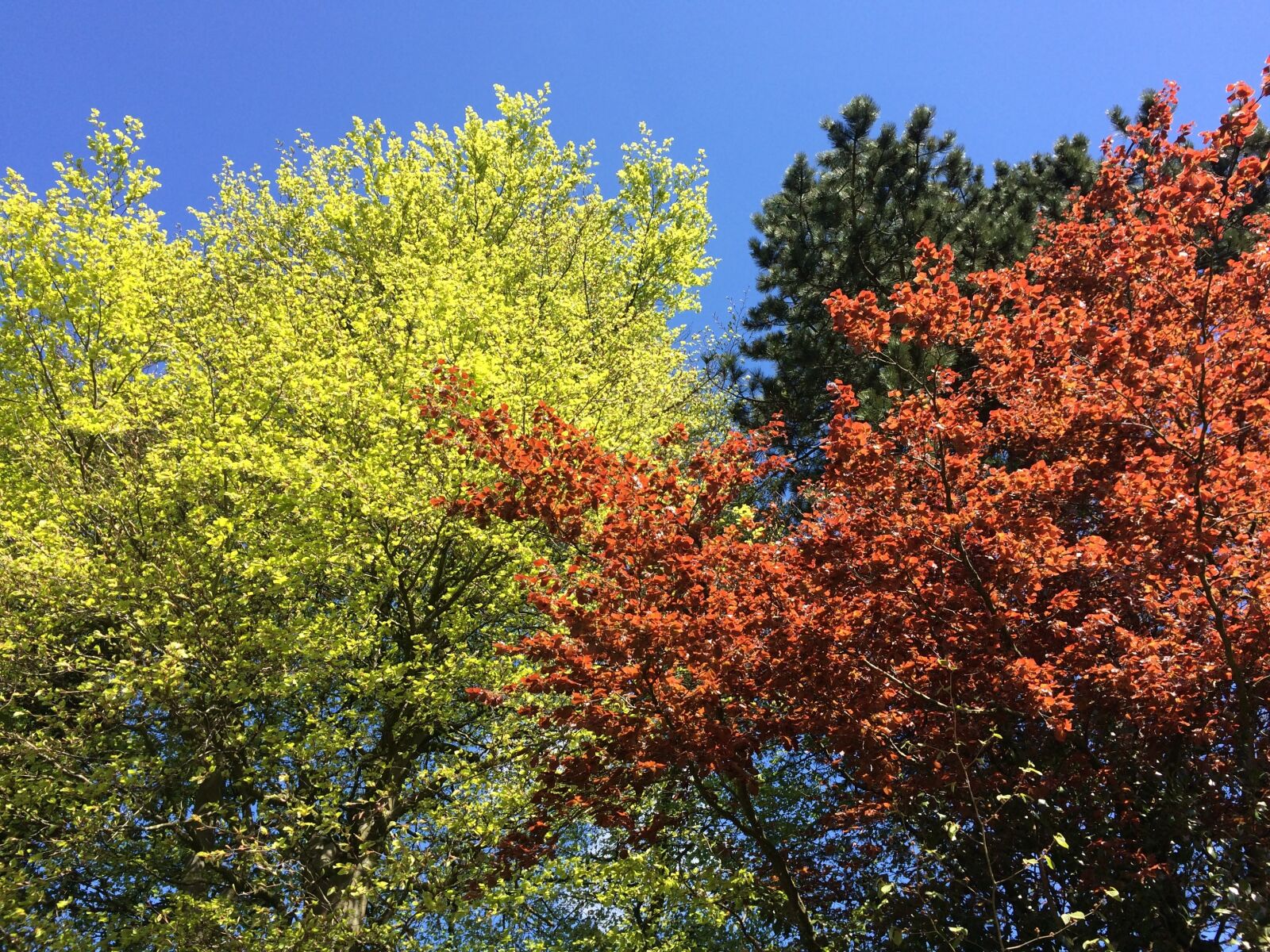 iPhone 5s back camera 4.15mm f/2.2 sample photo. Beech, colours, season photography