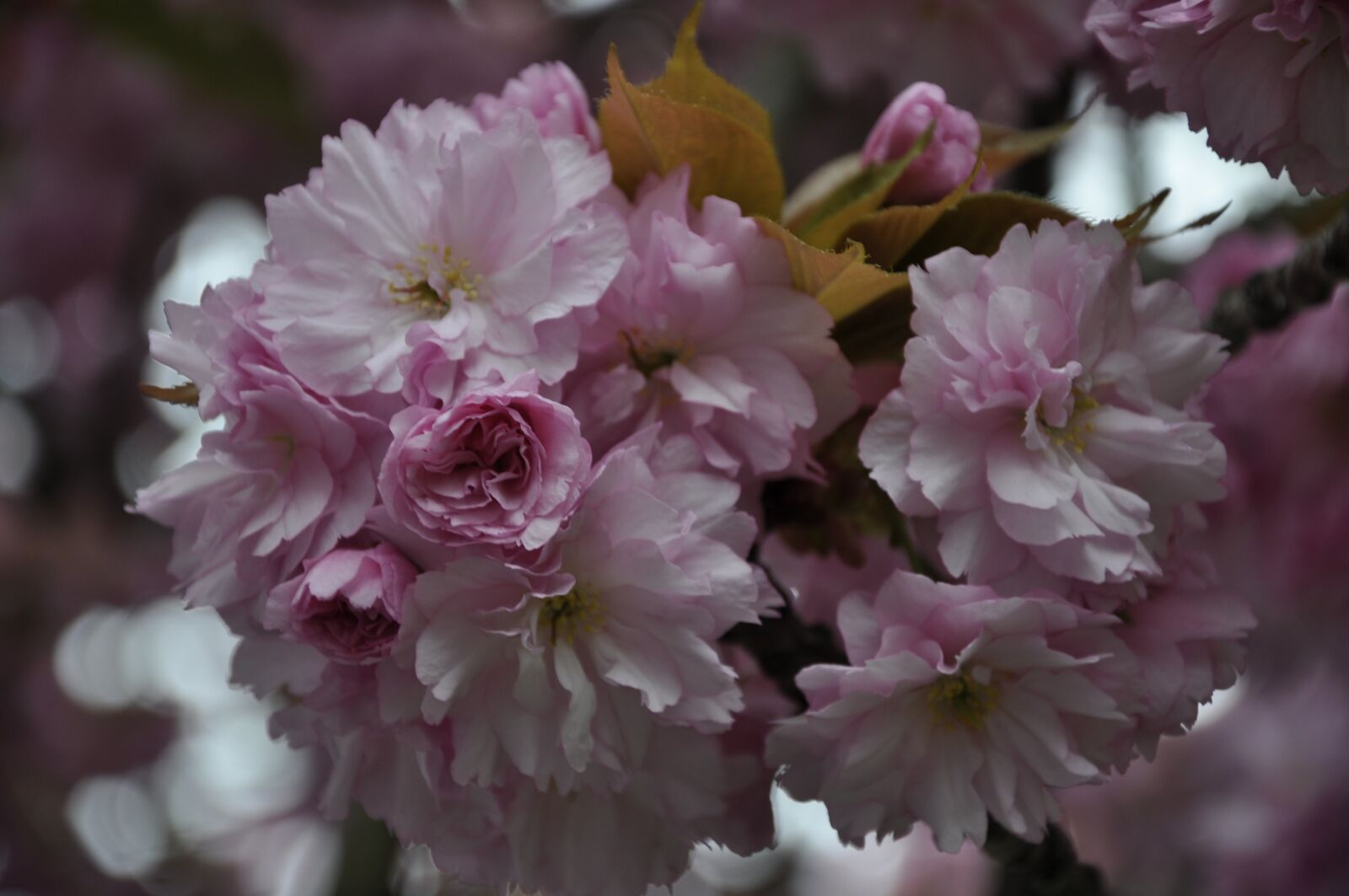Nikon D5000 sample photo. Cherry tree, spring, blossom photography