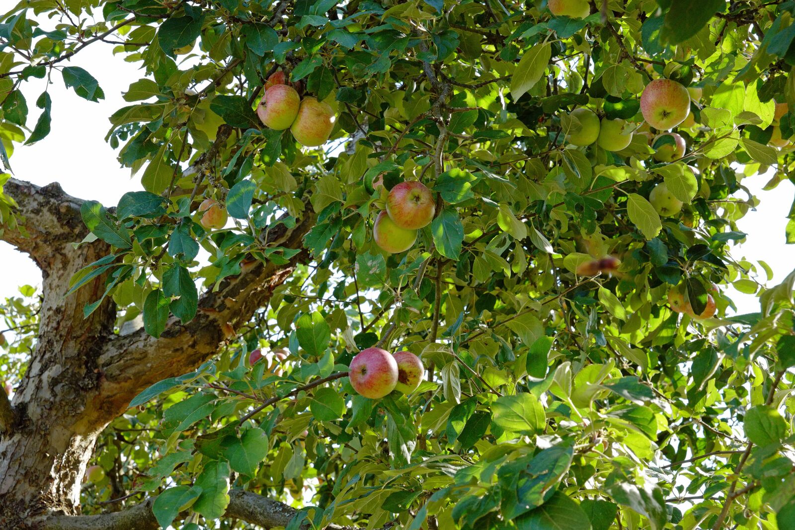 Leica CL sample photo. Apple tree, apple, tree photography