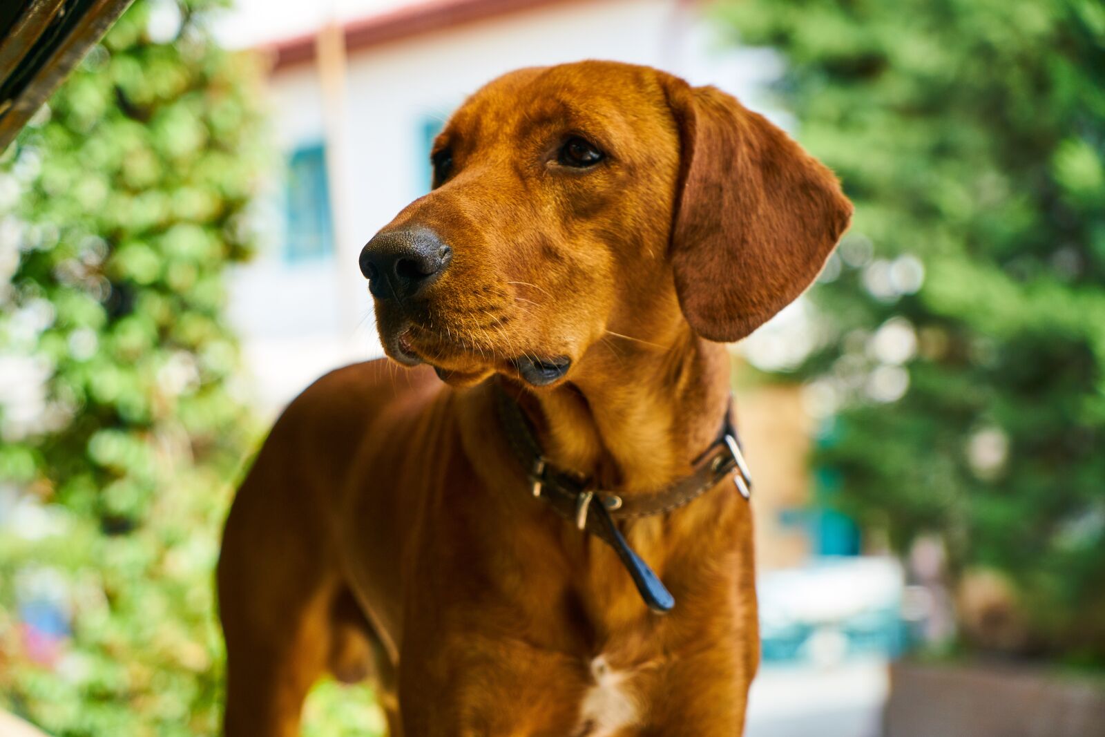 Sony a7R II sample photo. Dog, hunt, animal photography