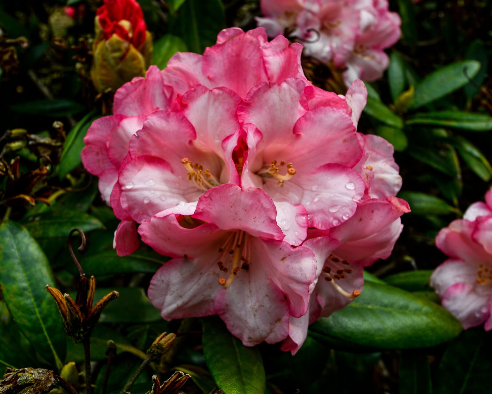 Nikon D7500 sample photo. Rhododendron, rhododendron flower, blossoms photography