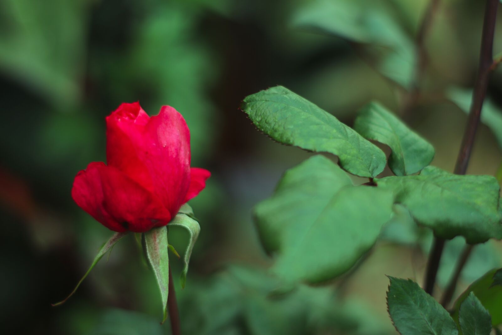 YN50mm f/1.8 II sample photo. Flower, rose, nature photography