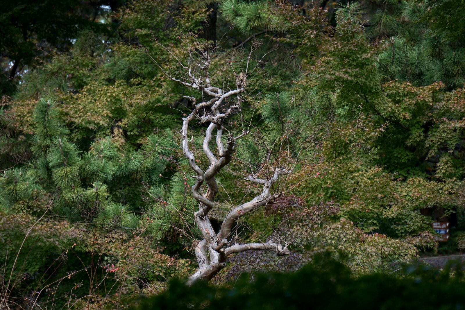 Sony a6000 sample photo. Tokyo, park, tree photography