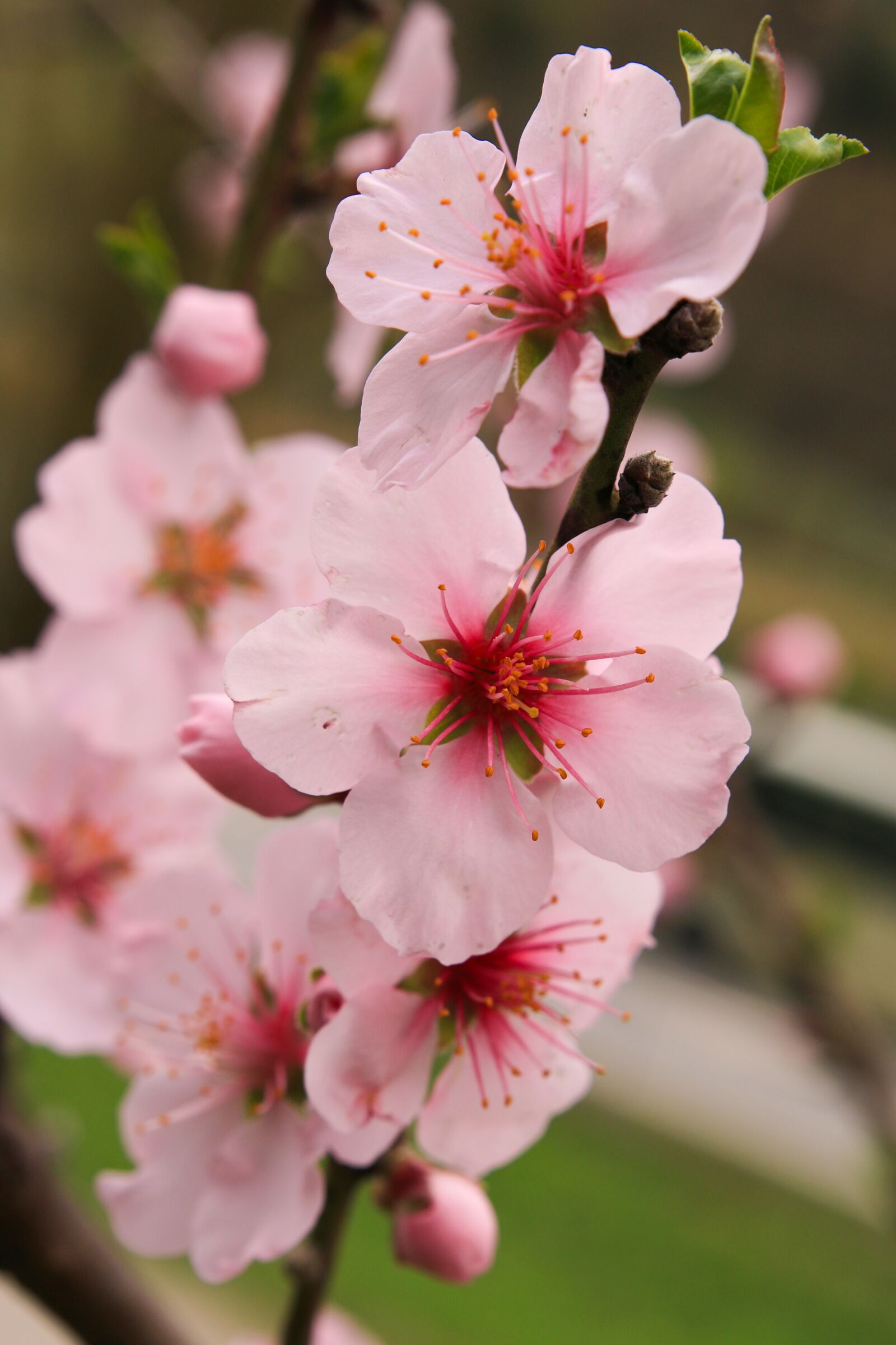 Canon EOS 70D sample photo. Apple blossoms, flowers, pink photography