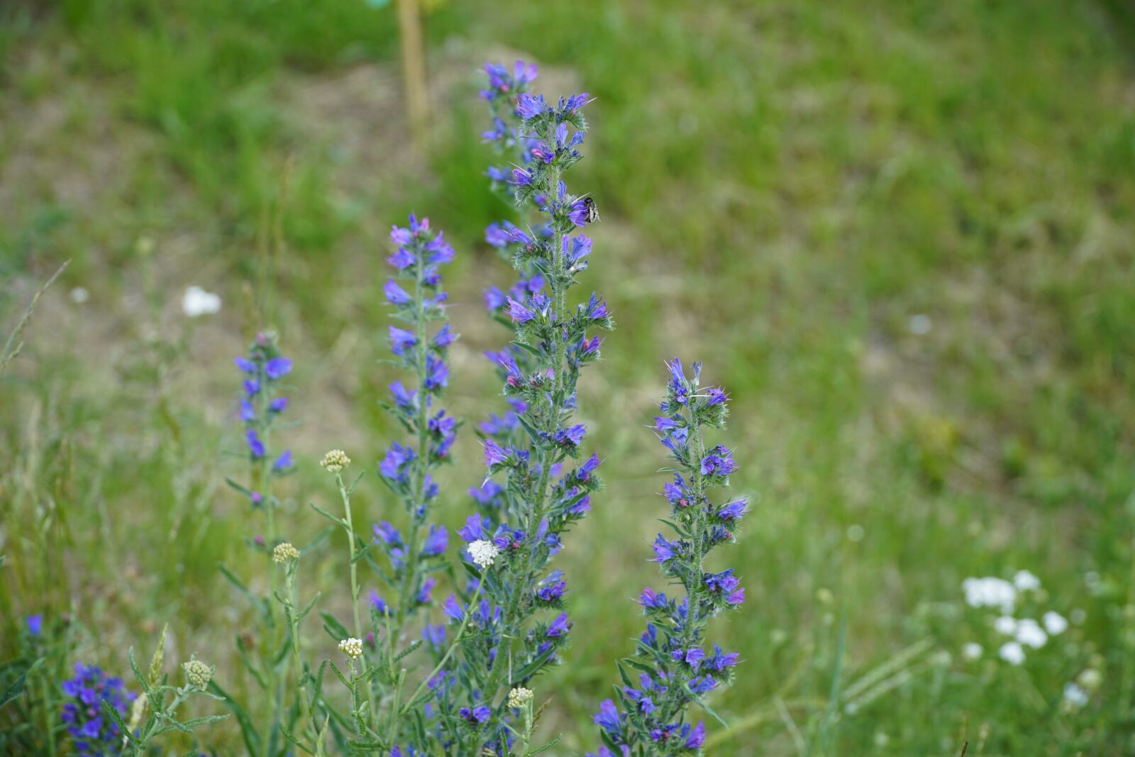 Sony E PZ 18-105mm F4 G OSS sample photo. Wildflowers, blue, bee photography