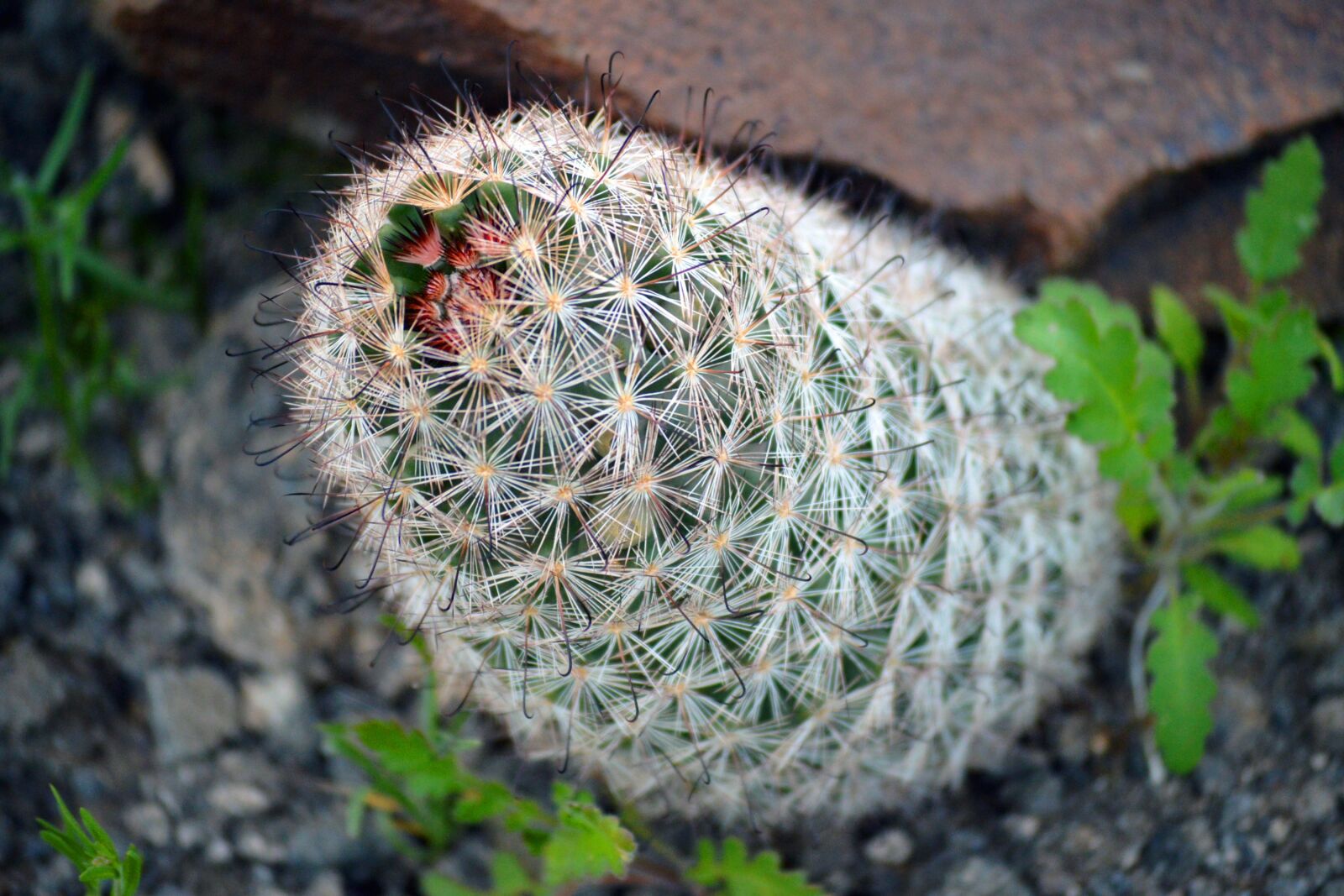 Nikon D3200 sample photo. Cactus, plant, desert photography