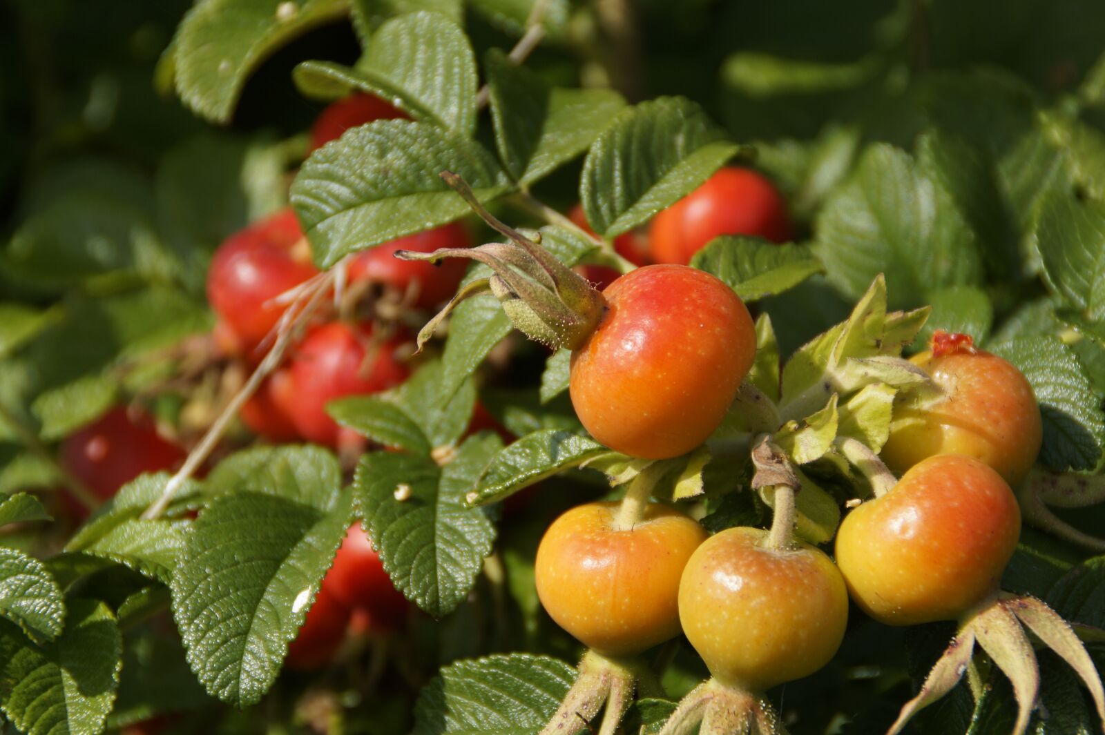 Sony SLT-A58 sample photo. Rose hip, heck roses photography