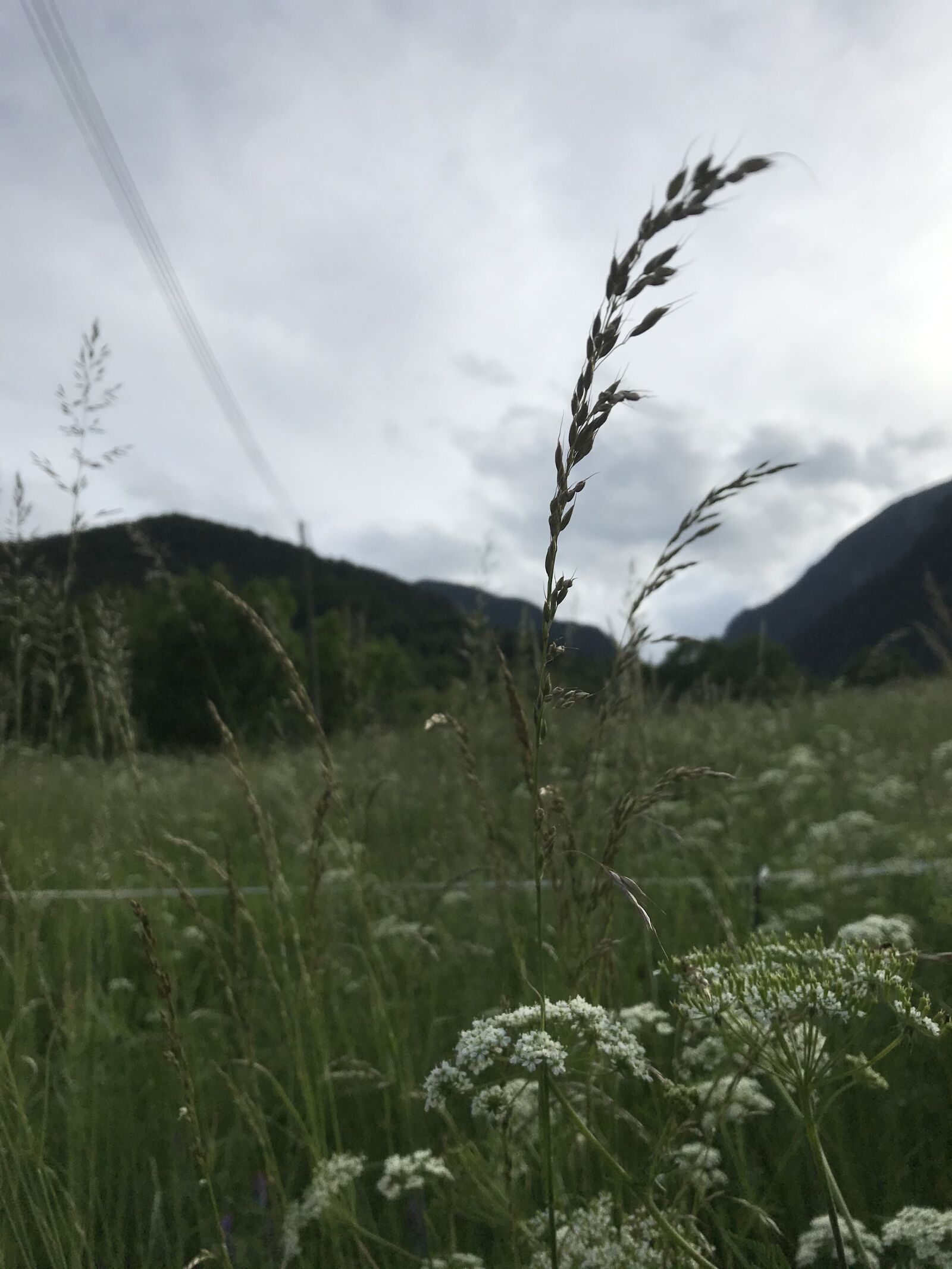 Apple iPad Pro (12.9-inch) (2nd generation) sample photo. Mount, mountain, flora photography