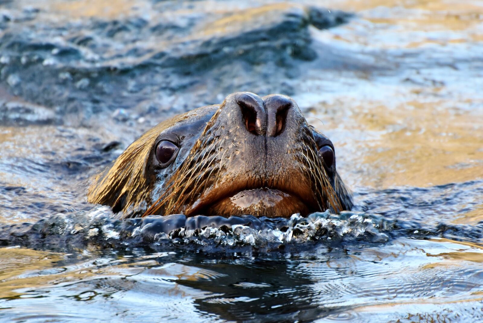 Nikon D7200 sample photo. Seal, sea lion, robbe photography