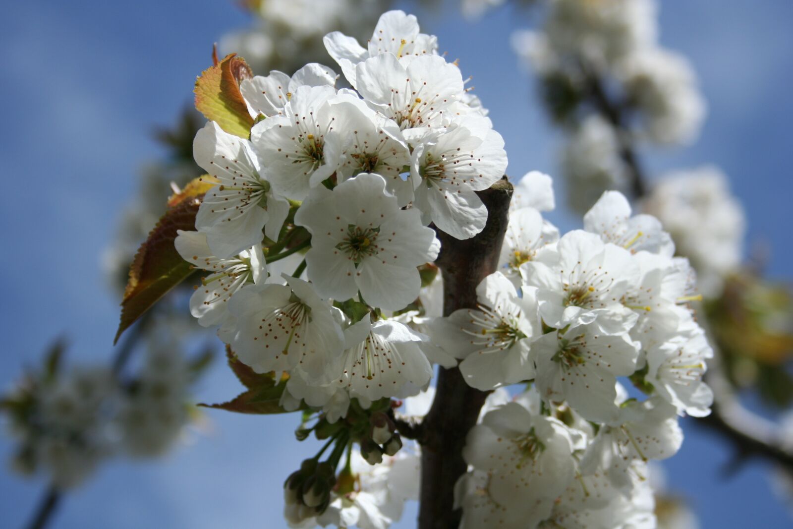 Canon EOS 350D (EOS Digital Rebel XT / EOS Kiss Digital N) sample photo. Nature, blossom, bloom photography