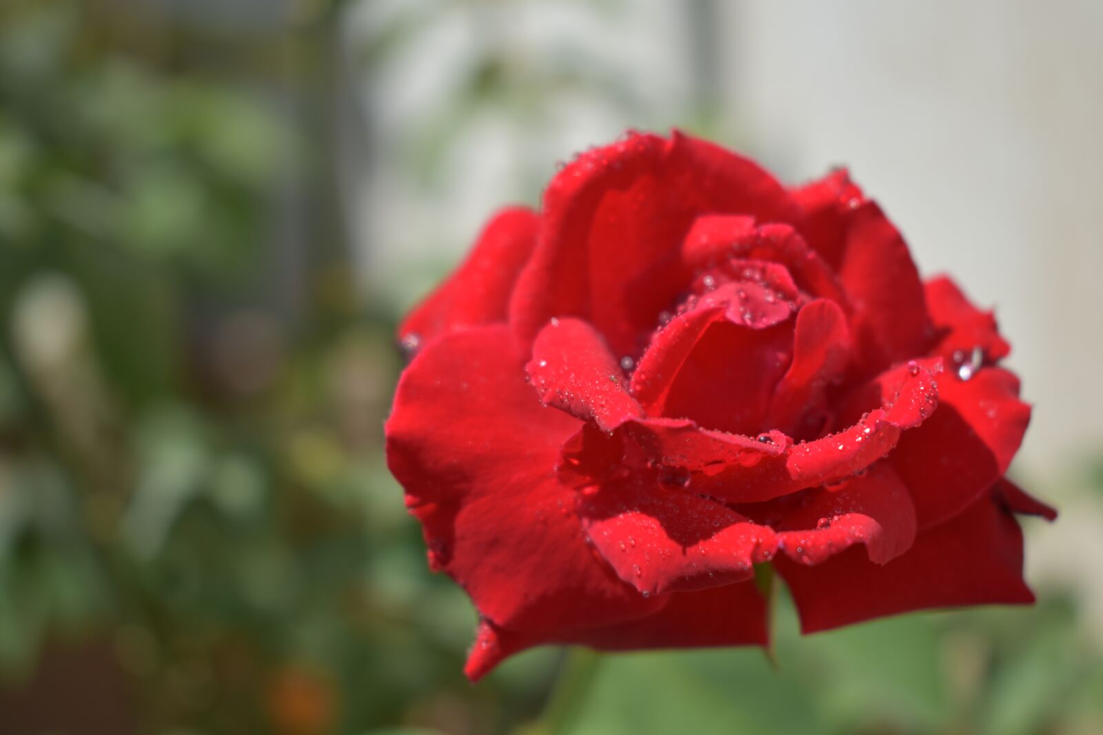 Nikon D3400 sample photo. Red rose, rose, flower photography