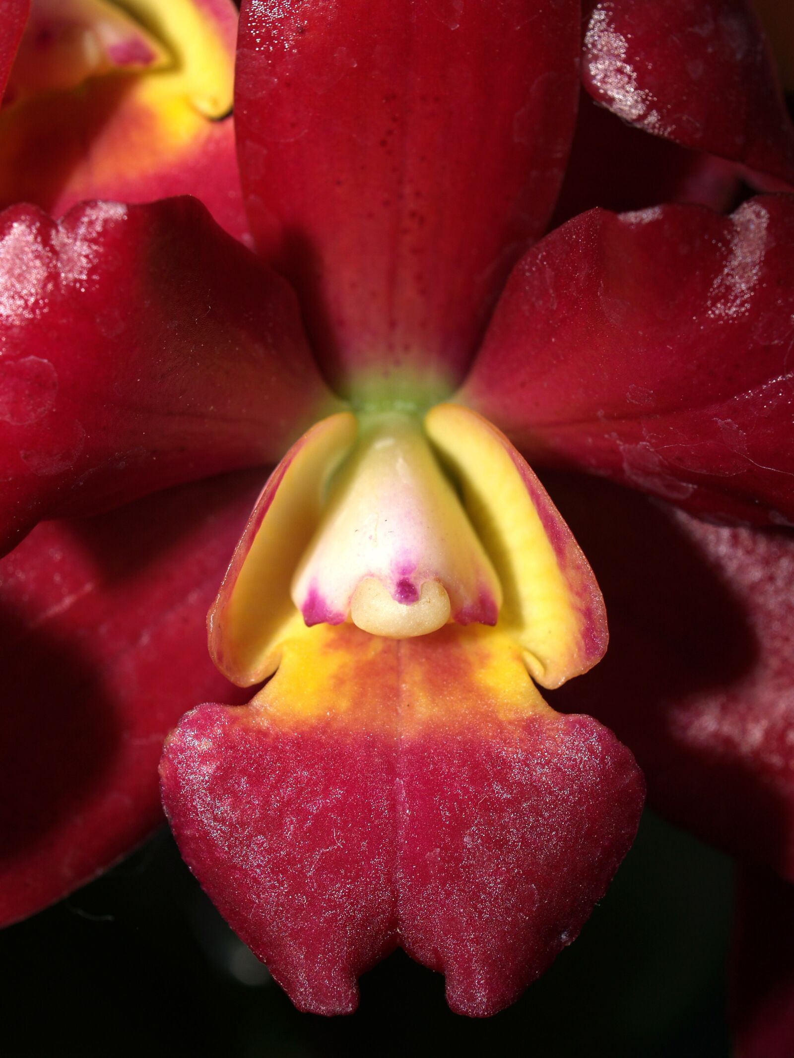 Olympus E-300 (EVOLT E-300) sample photo. Orchid, flower, bright photography