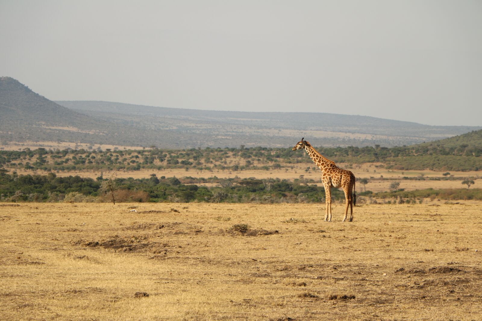 Canon EOS 760D (EOS Rebel T6s / EOS 8000D) sample photo. Safari, desert, nature photography