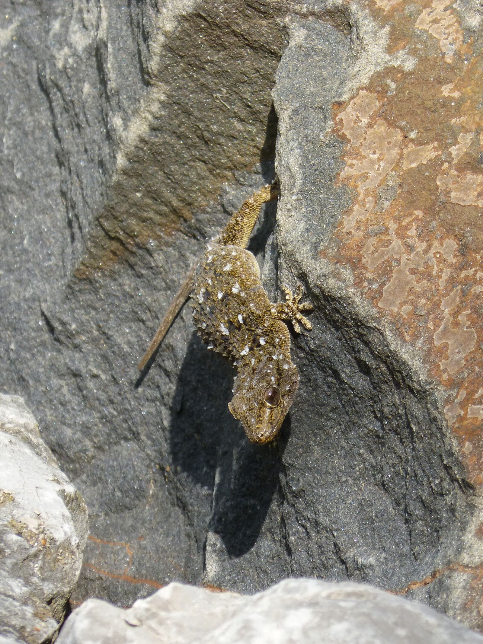 Panasonic DMC-FZ62 sample photo. Dragon, gecko, rock photography