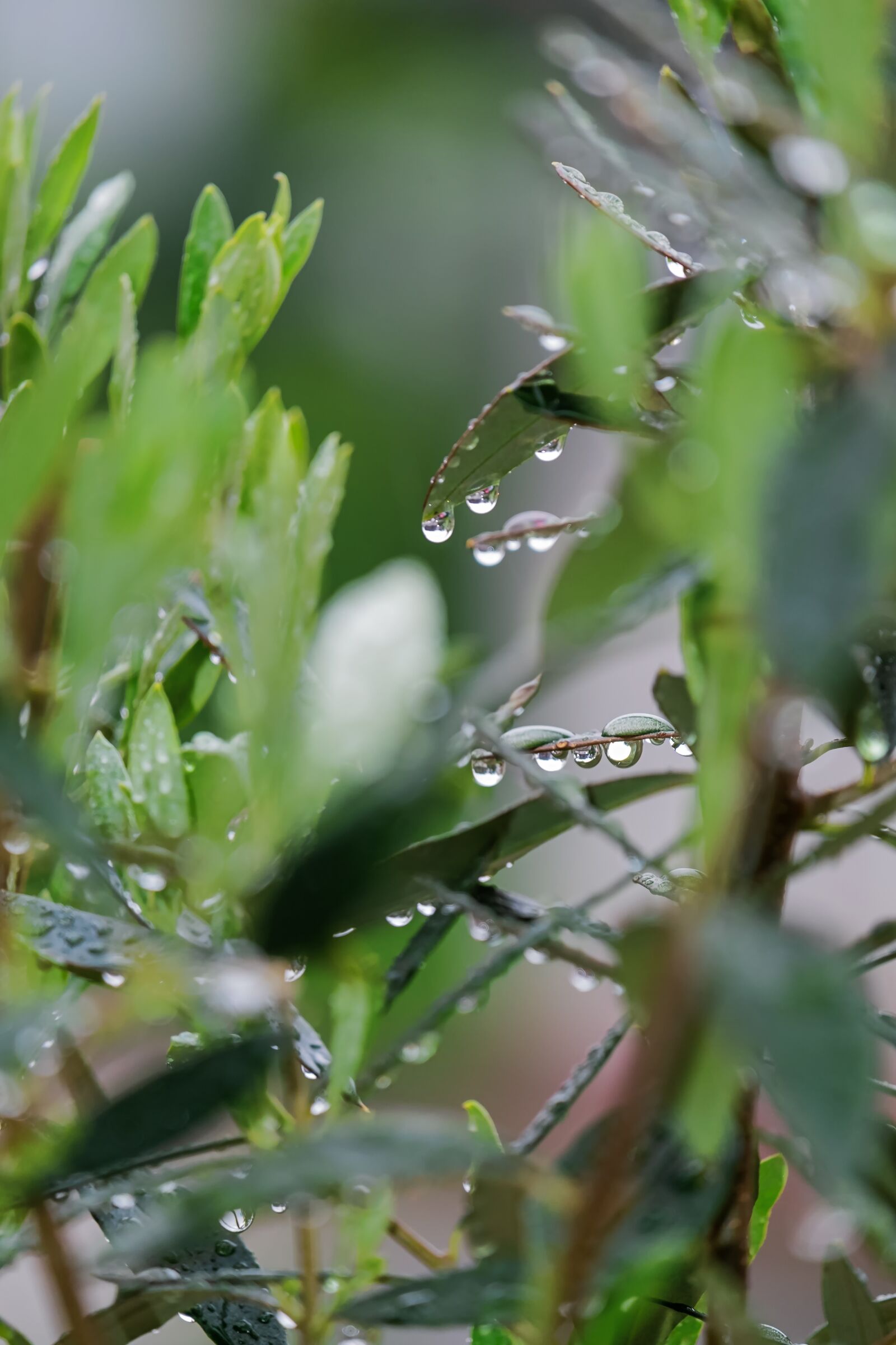 Fujifilm XF 55-200mm F3.5-4.8 R LM OIS sample photo. Olive branch, leaf, raindrop photography