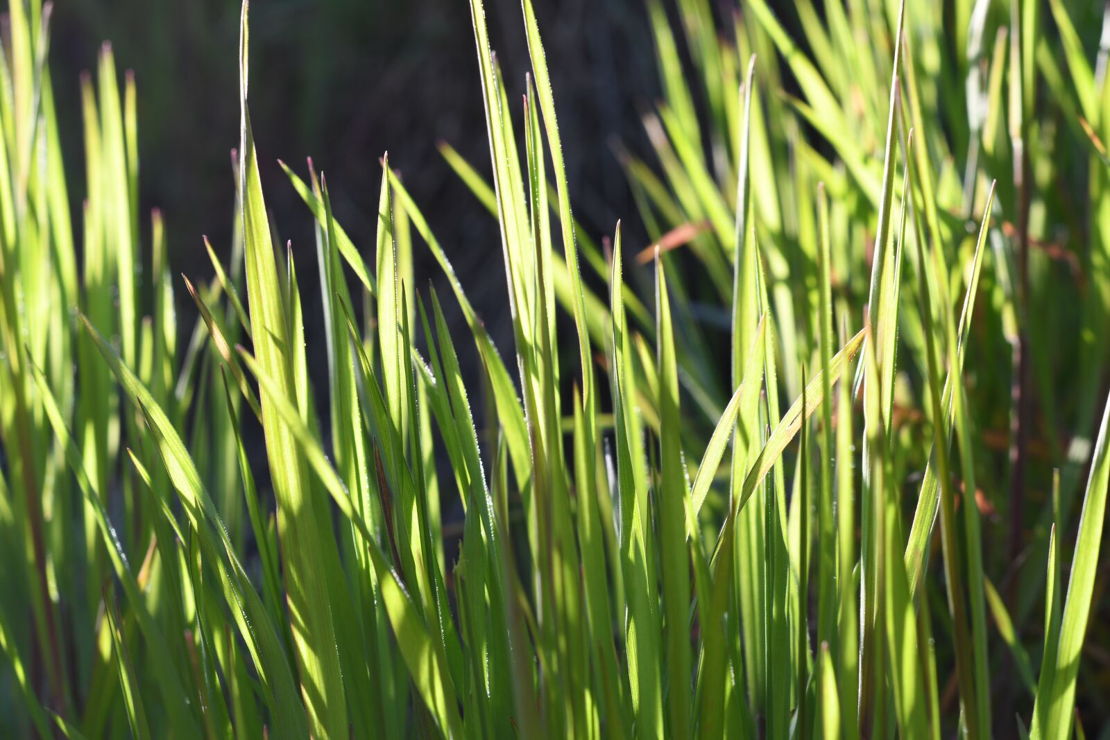 Nikon D7500 sample photo. Grass, green, nature photography