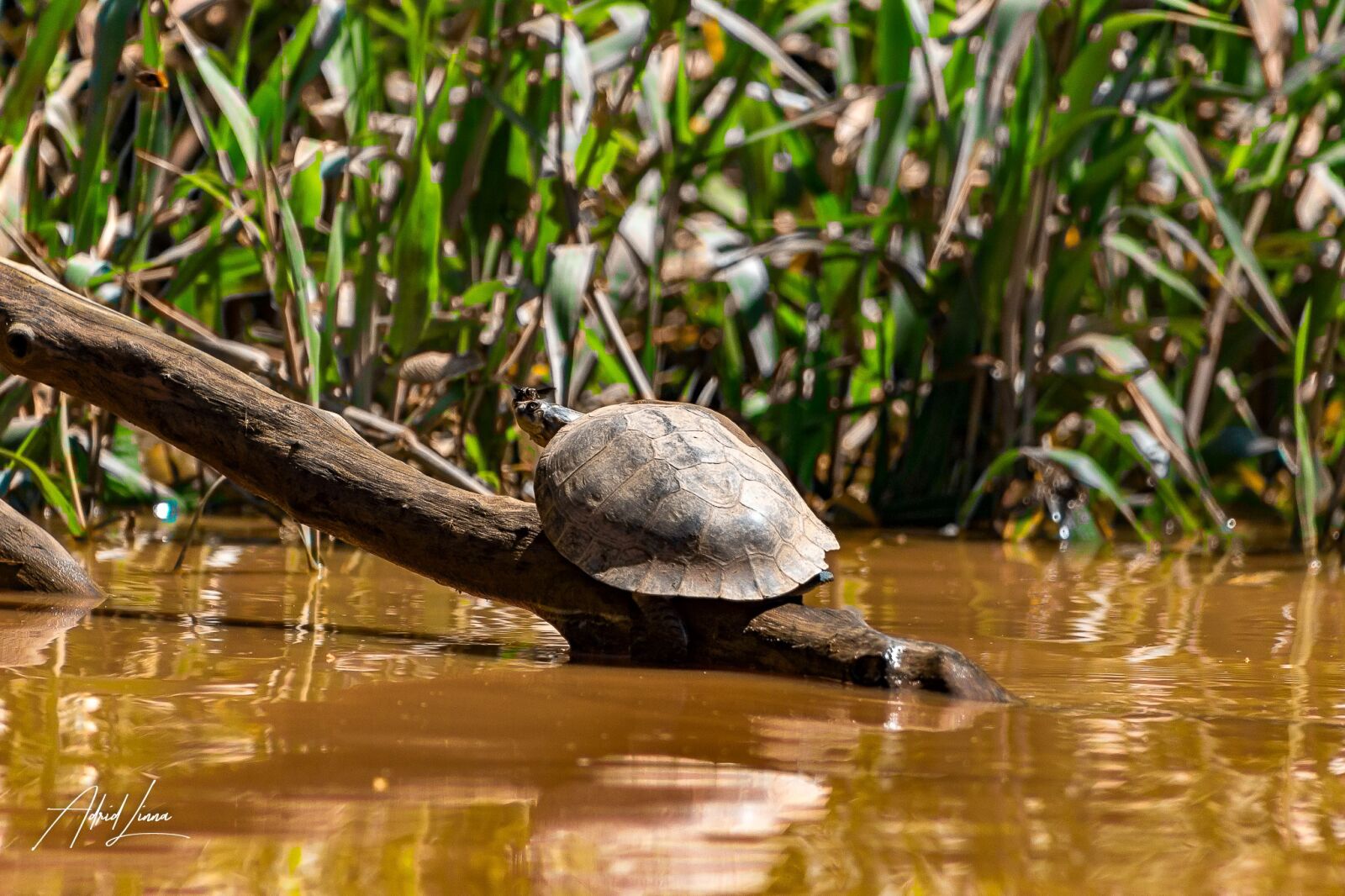 Canon EOS 600D (Rebel EOS T3i / EOS Kiss X5) + Canon EF 75-300mm f/4-5.6 sample photo. Turtle, animal, charapa photography