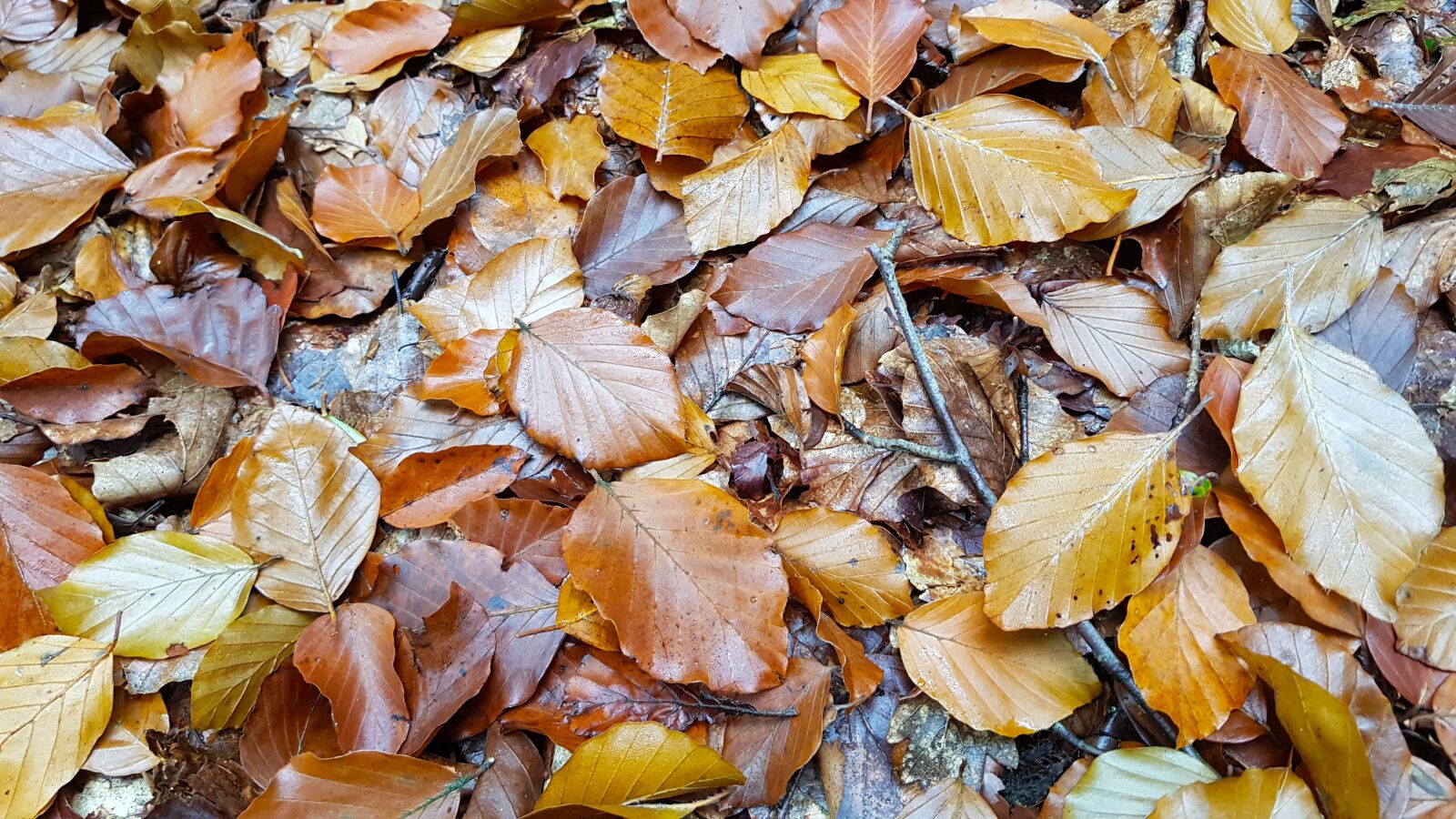 Samsung Galaxy S8+ sample photo. Leaves, autumn, fall photography