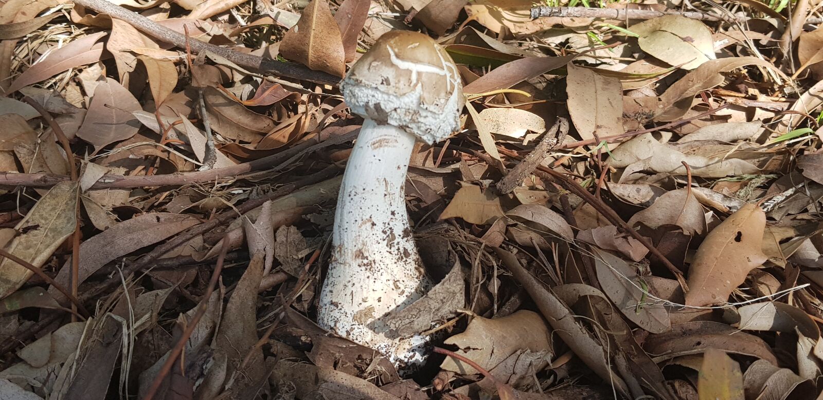 Samsung SM-G955F sample photo. Mushroom, toadstool, toxic photography