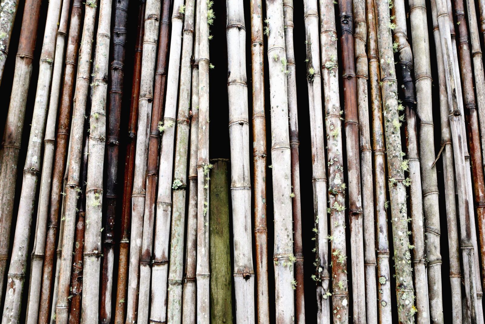 Canon EF 24-70mm F2.8L USM sample photo. Bamboo, texture, wall, woods photography