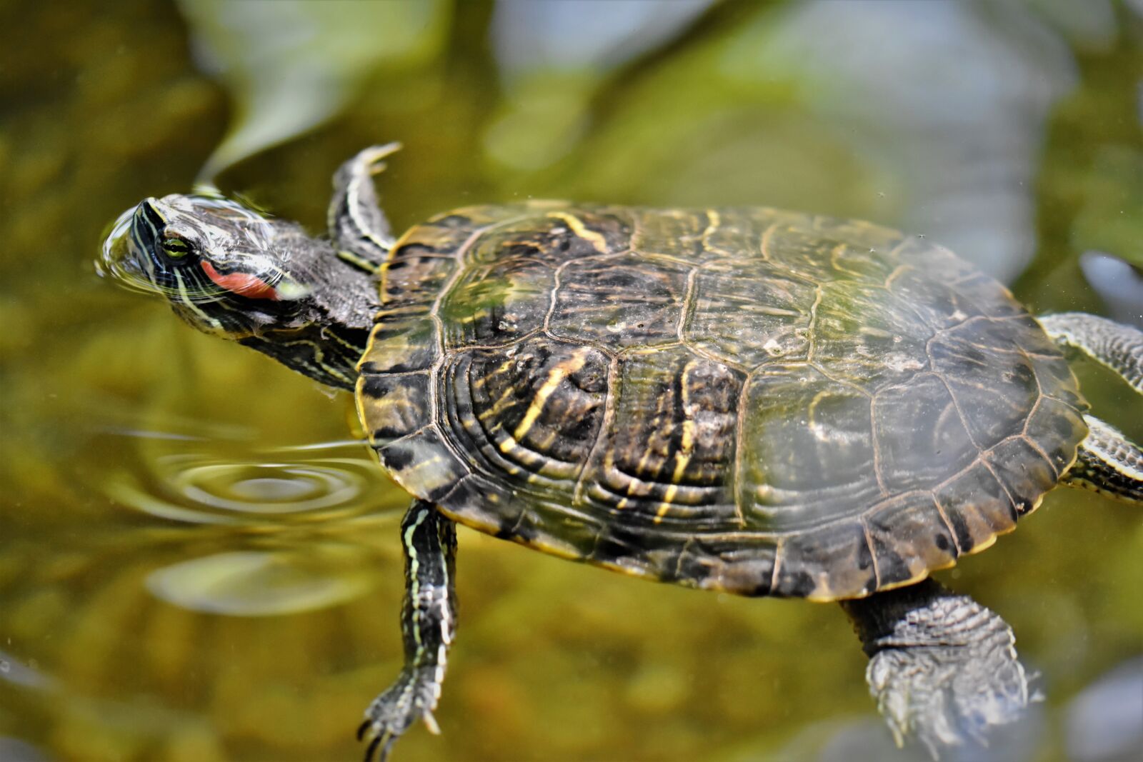 Nikon D7200 sample photo. Turtles, reptile, tortoise shell photography