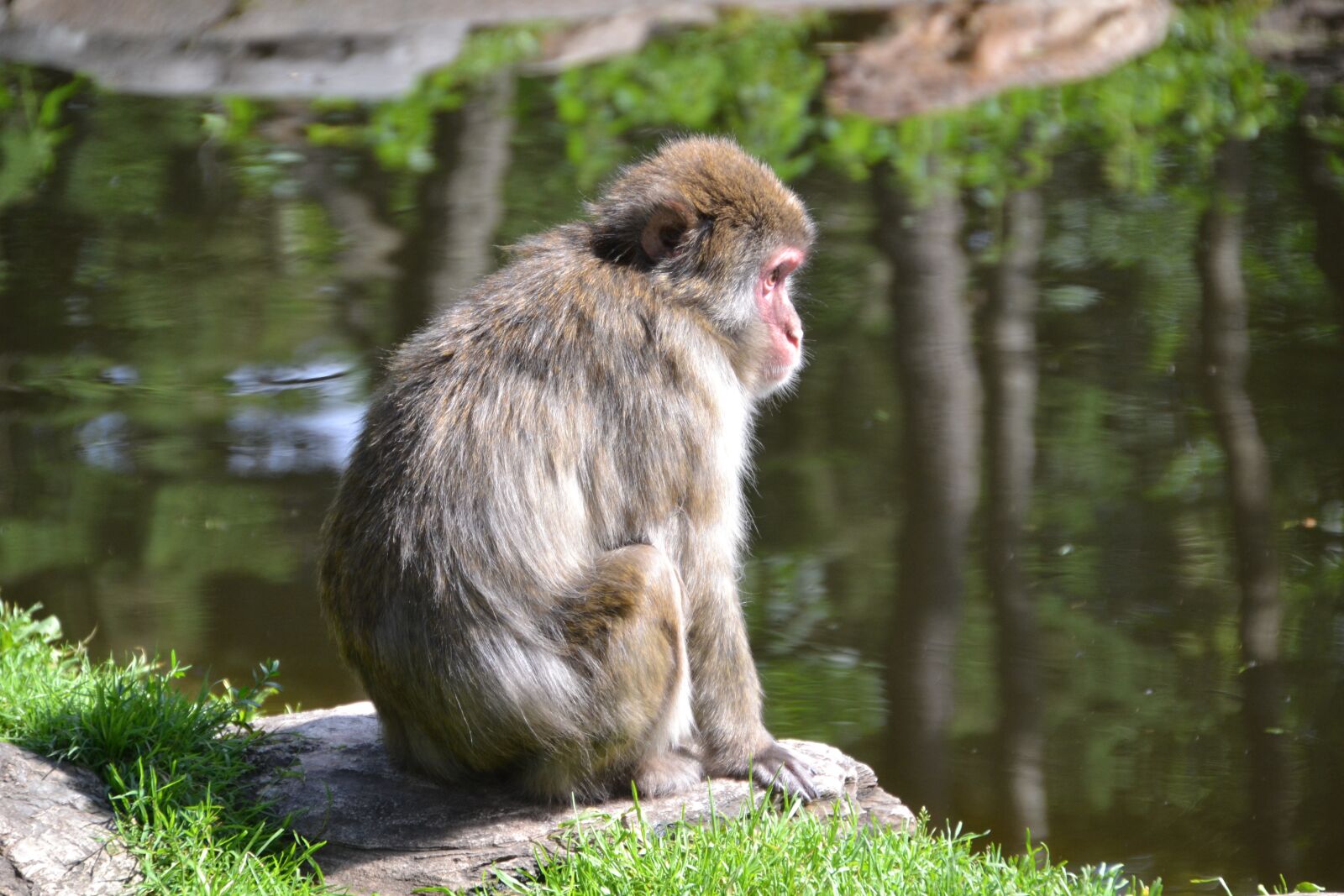 Nikon D3100 sample photo. Makake, monkey, primate photography