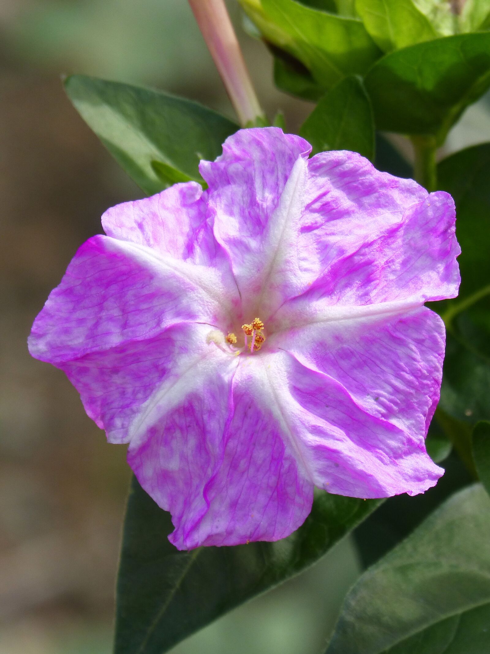 Panasonic DMC-FZ62 sample photo. Flower, detail, pistil photography