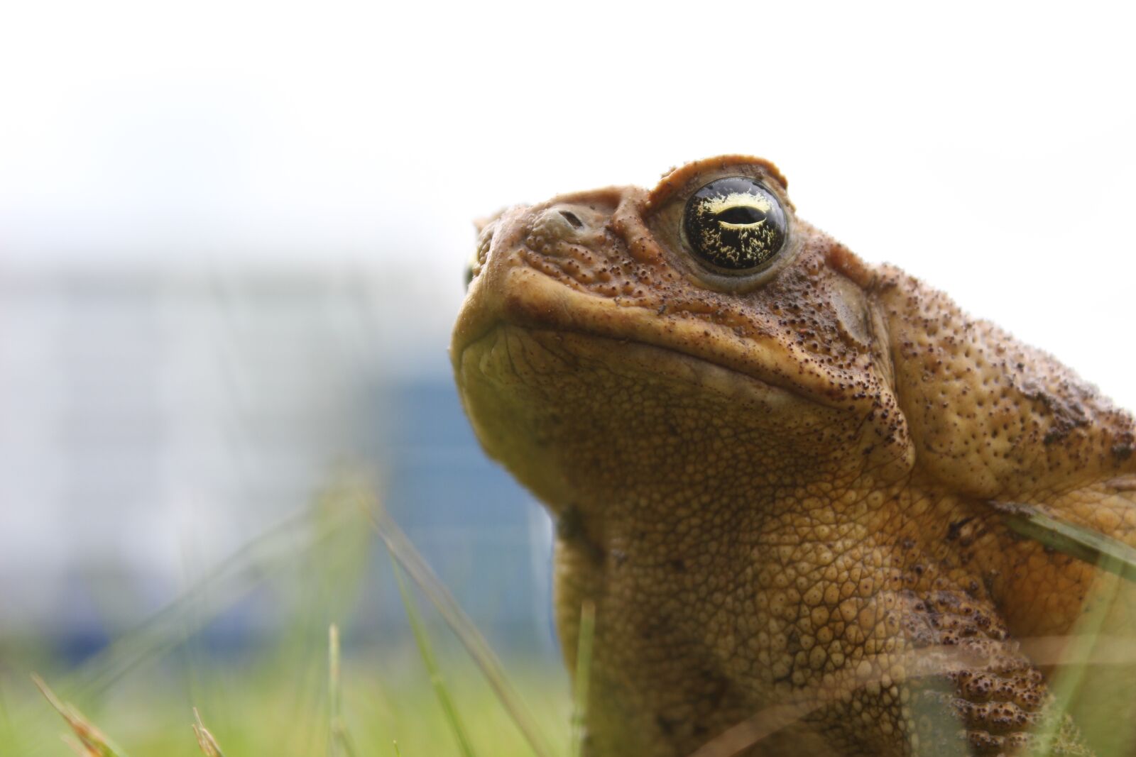 Canon EOS 600D (Rebel EOS T3i / EOS Kiss X5) sample photo. Animal, frog, nature photography