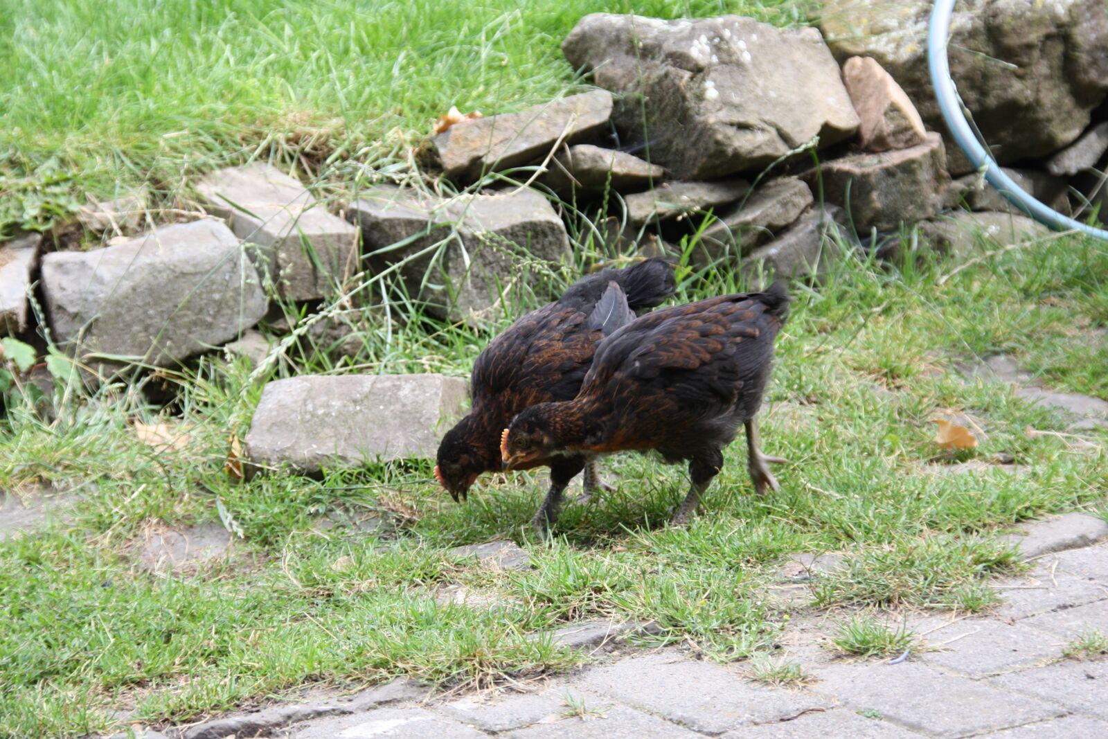 Canon EOS 450D (EOS Rebel XSi / EOS Kiss X2) sample photo. Nature, grass, animal photography