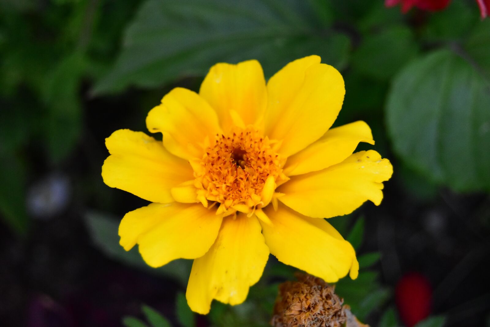 Nikon D5600 sample photo. Yellow marigold, marigold, blossom photography