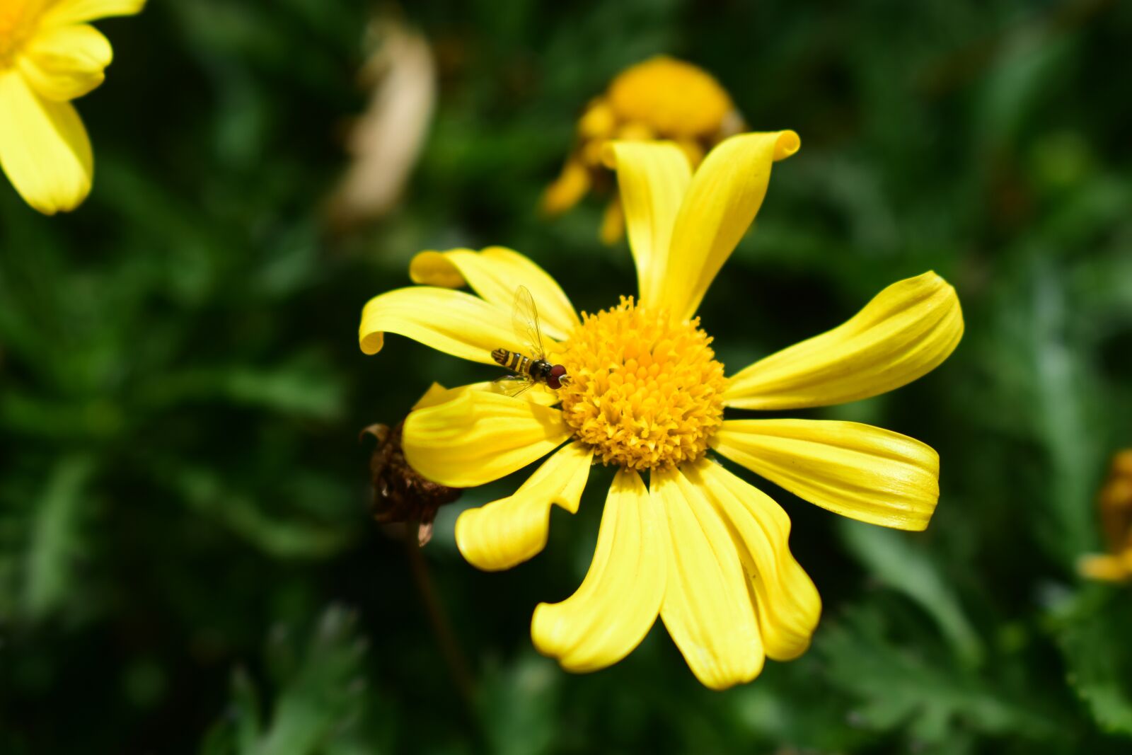 Nikon D3400 sample photo. Nature, plant, flower photography