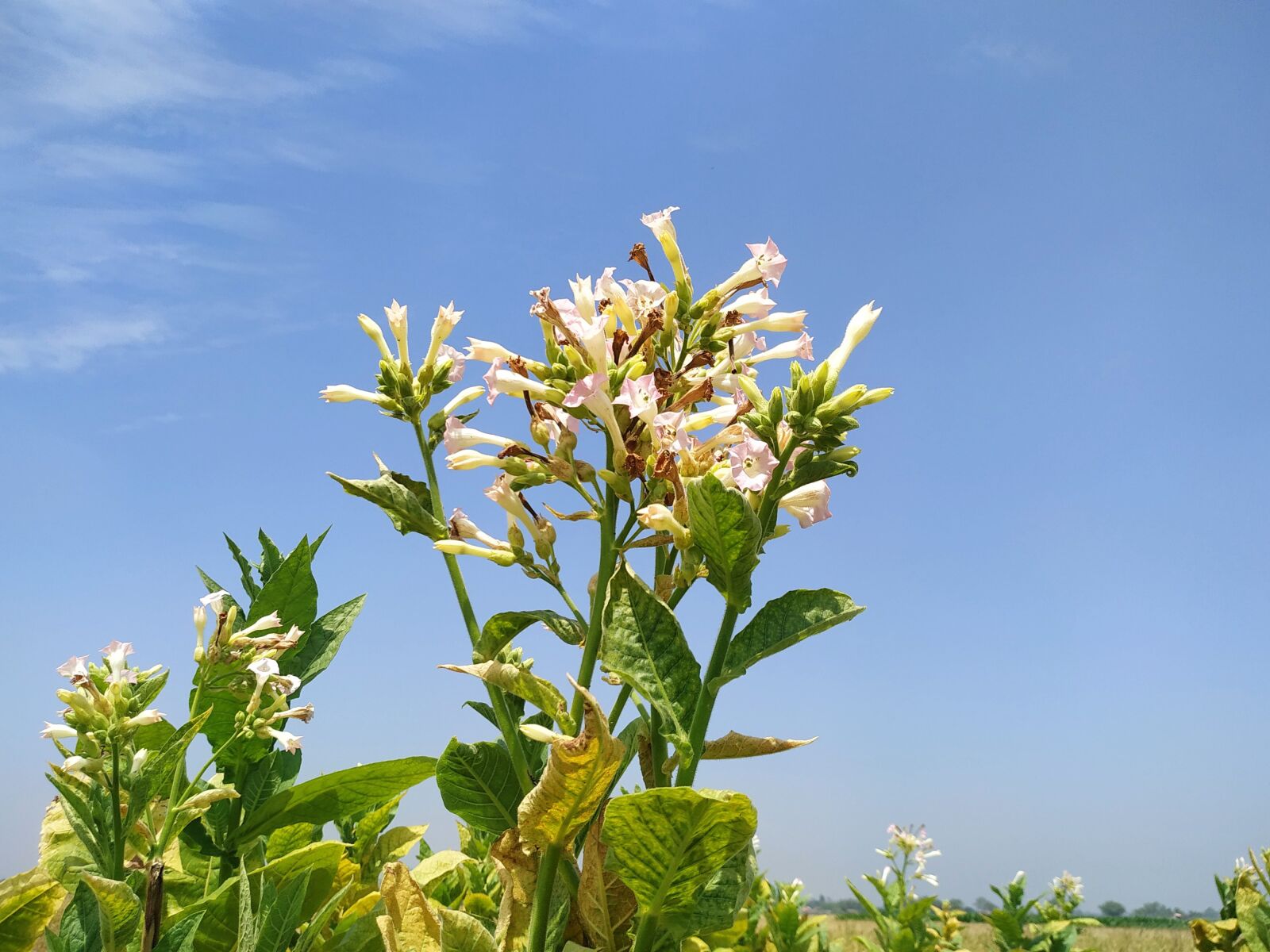 Xiaomi Redmi Note 6 Pro sample photo. Grass, closeup, natural photography