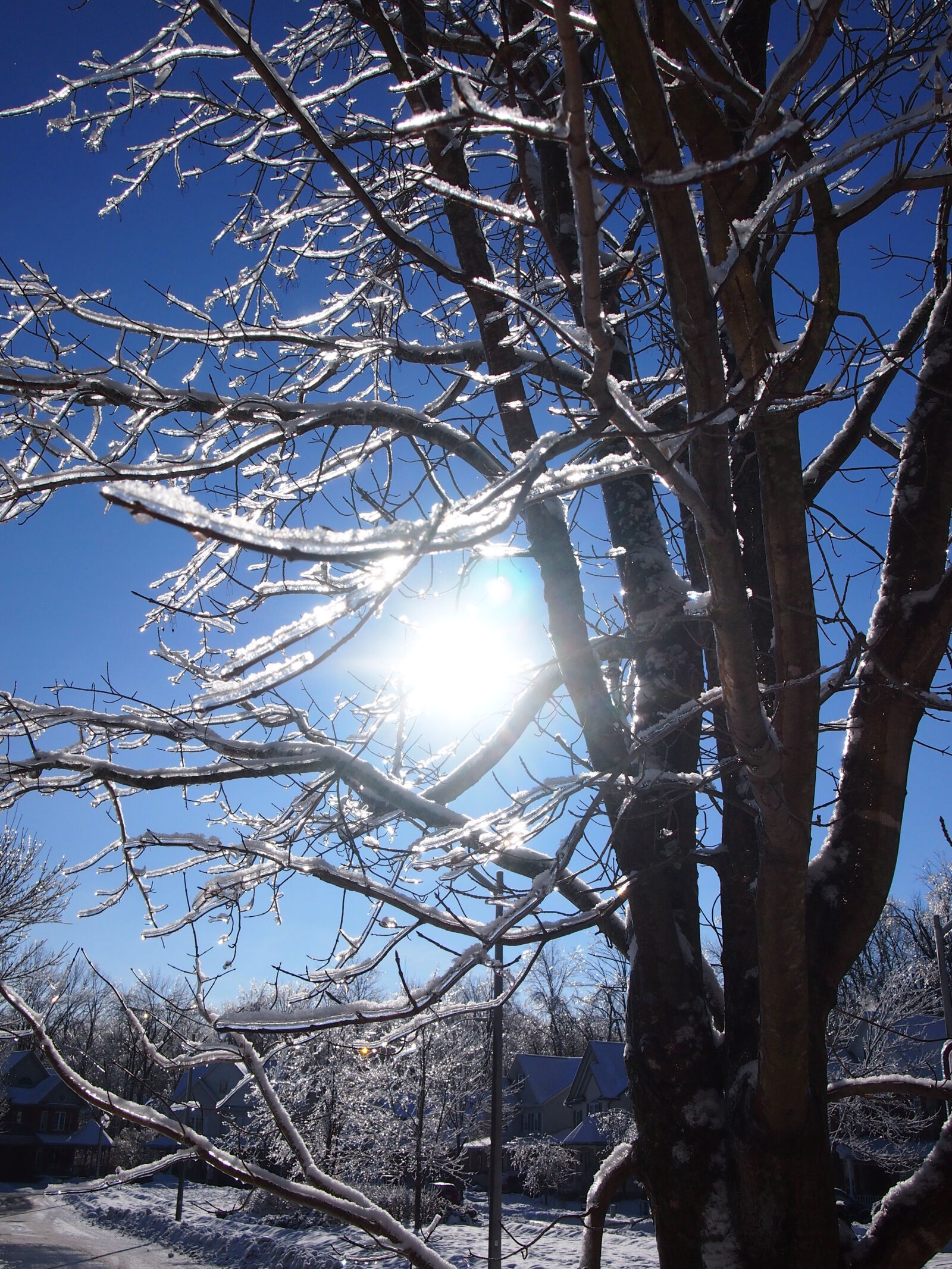 Olympus PEN E-PM1 sample photo. Ice, sun, tree, winter photography
