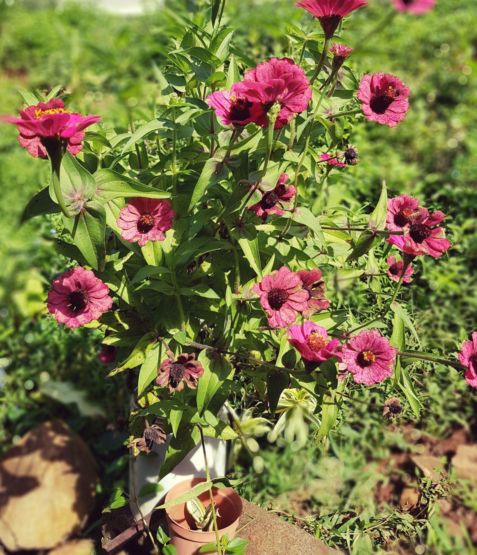 Samsung Galaxy S7 Edge sample photo