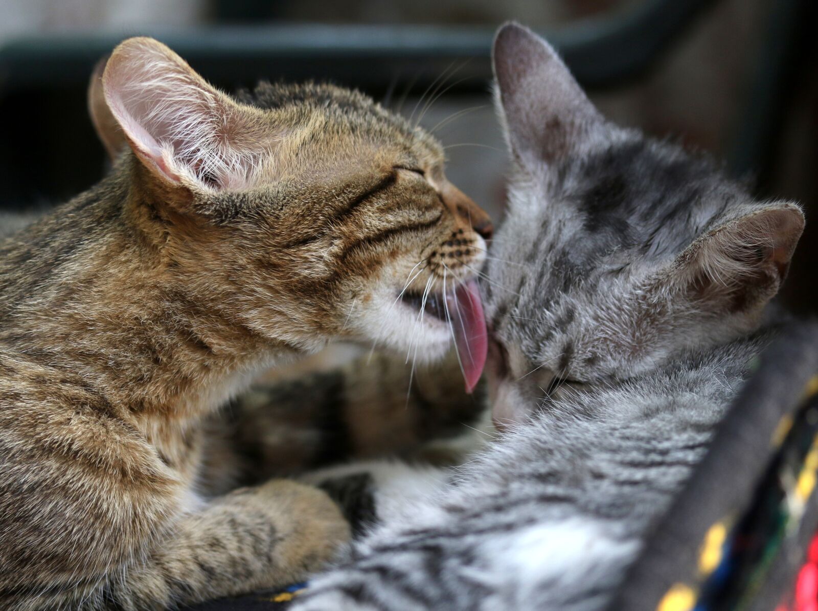 Canon EF-S 60mm F2.8 Macro USM sample photo. Cats, love, two photography