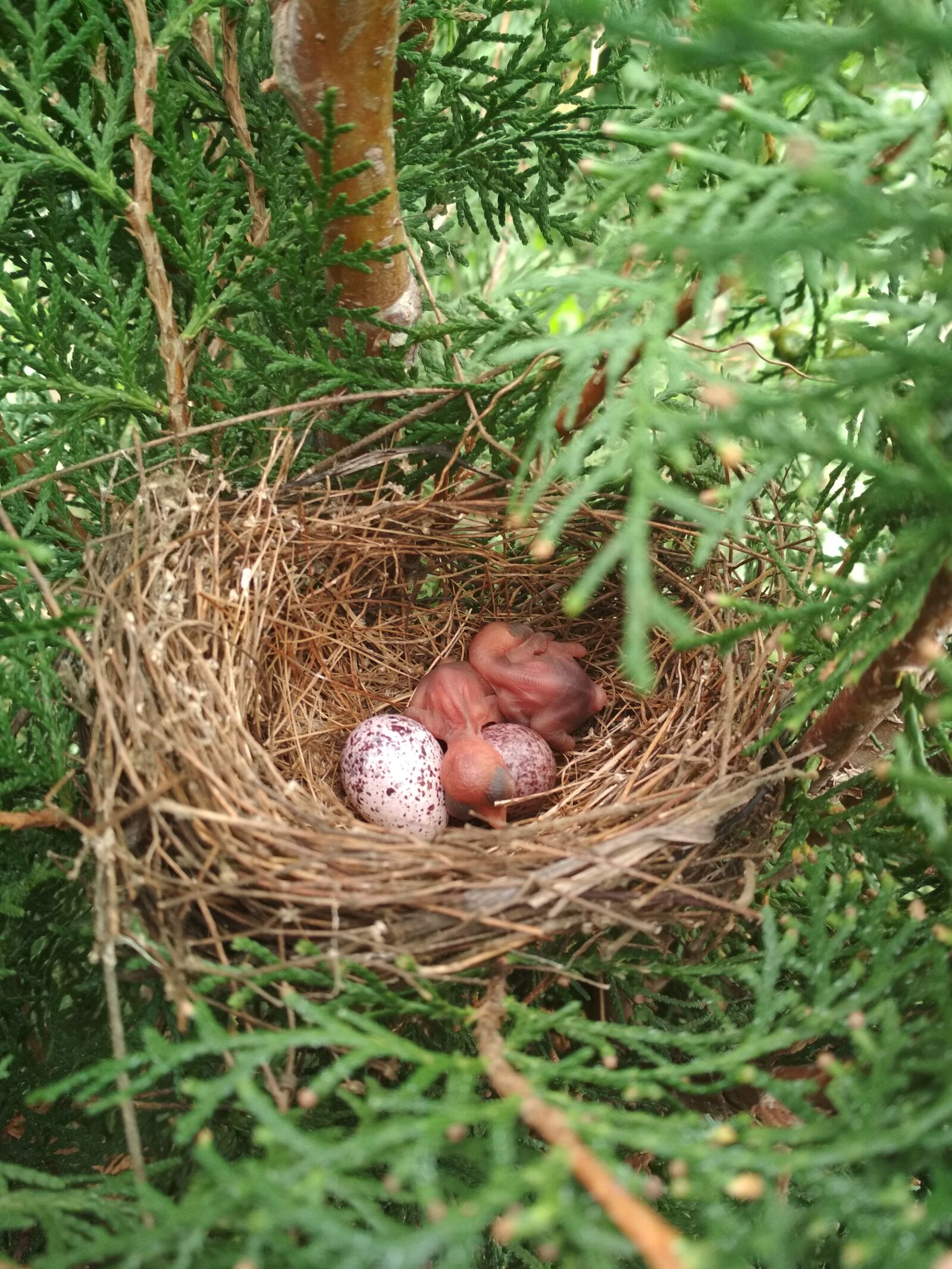 Xiaomi Redmi 4 Pro sample photo. Nest, bird, nature photography