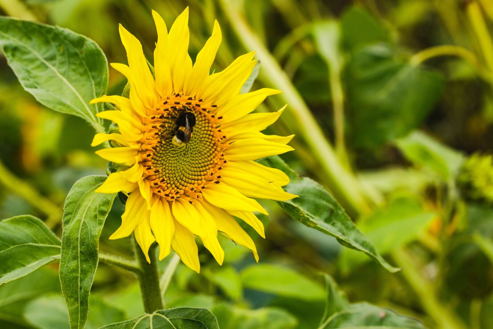 Canon EF 100mm F2.8L Macro IS USM sample photo. Sunflower, bumblebee, insect photography