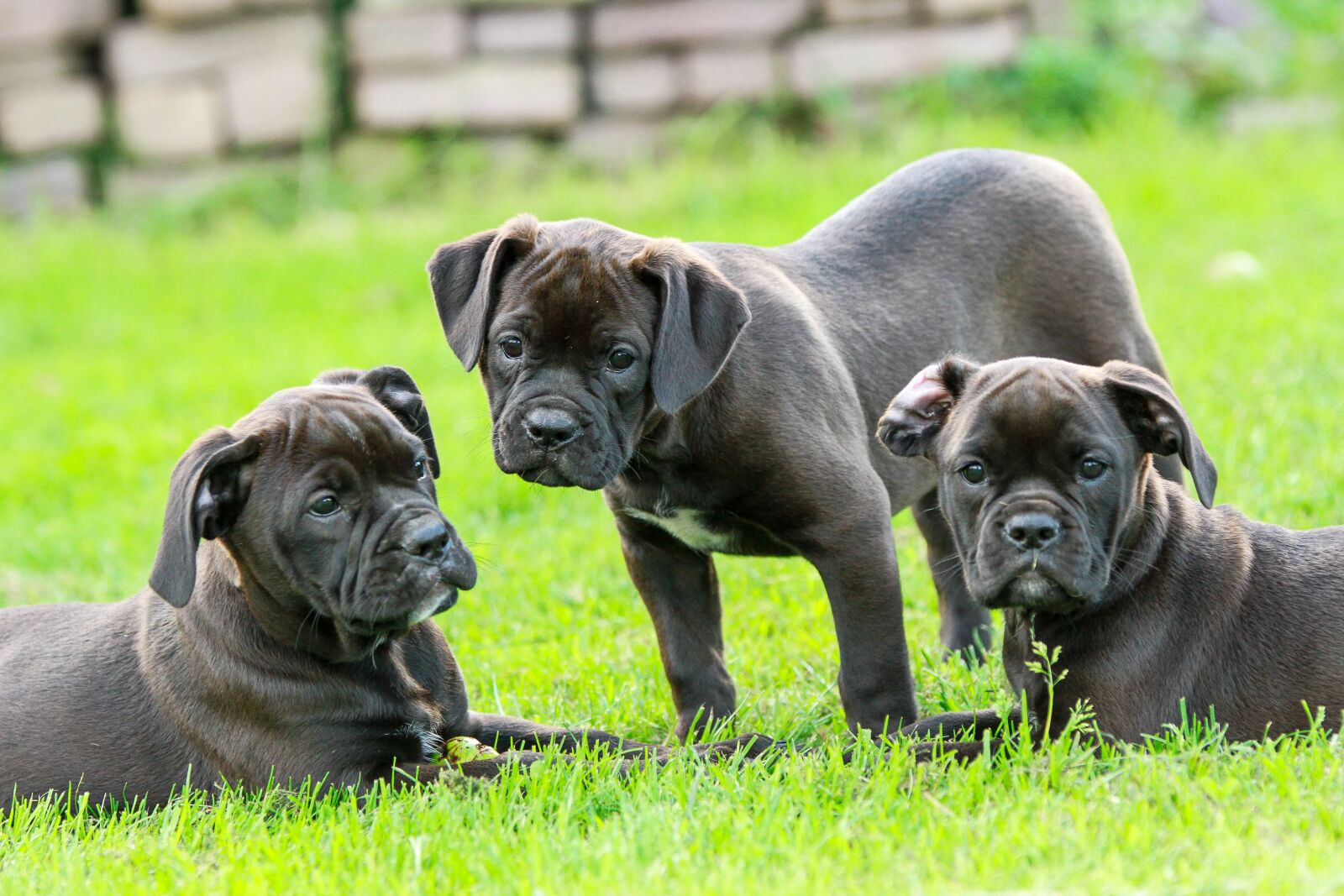 Canon EOS 7D sample photo. Puppy, puppies, cute photography