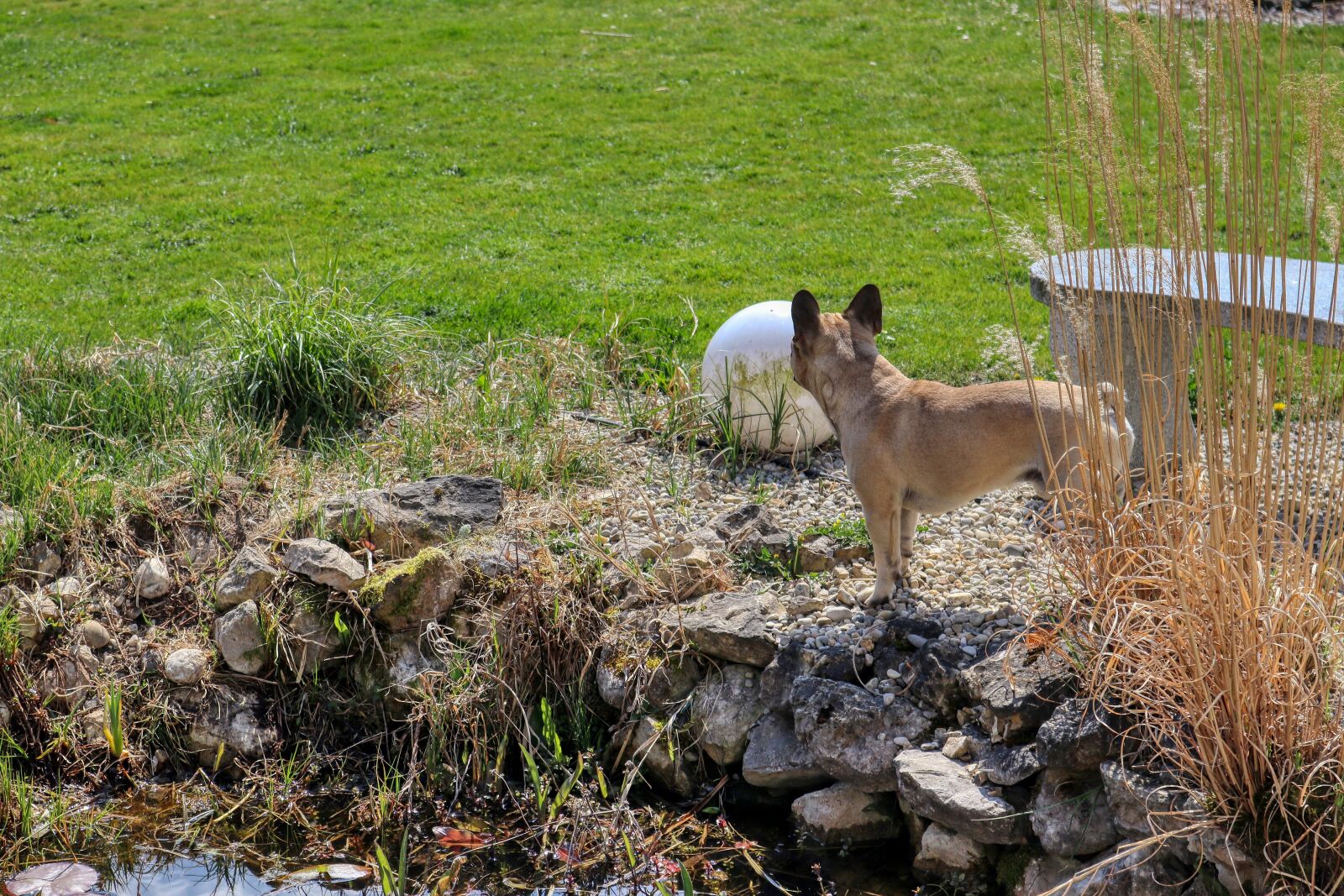 Canon EOS 80D + Canon EF-S 18-55mm F3.5-5.6 IS STM sample photo. Dog, look, animal photography