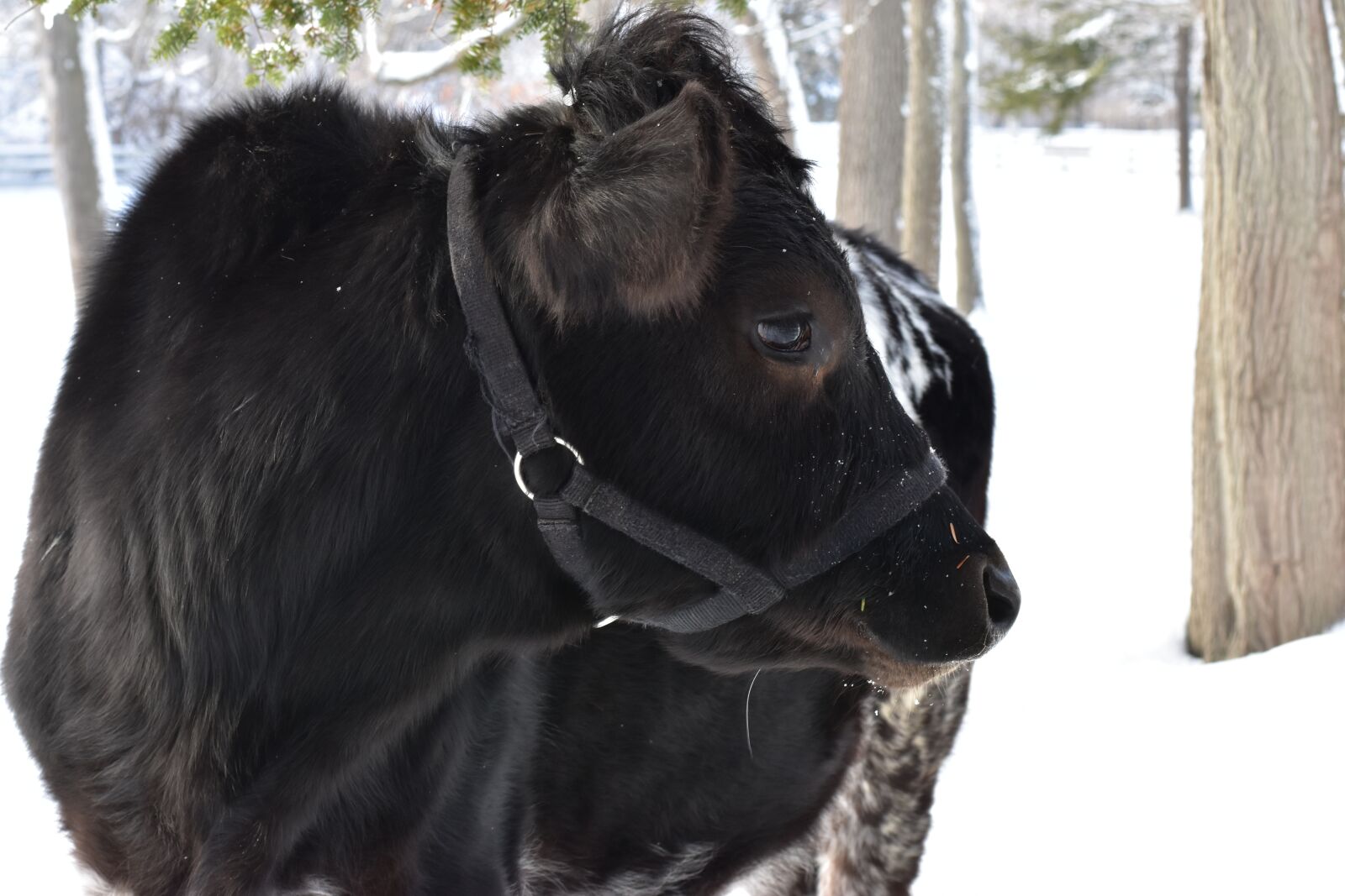 Nikon D3400 sample photo. Cow, winter, snow photography