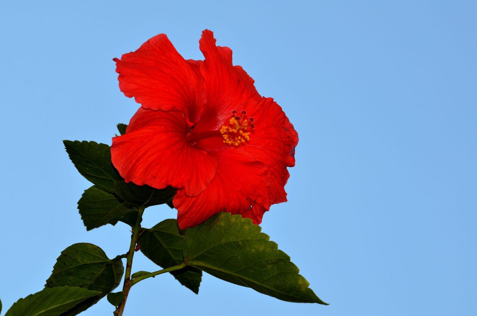 Nikon D7000 sample photo. Red hibiscus, flower, floral photography