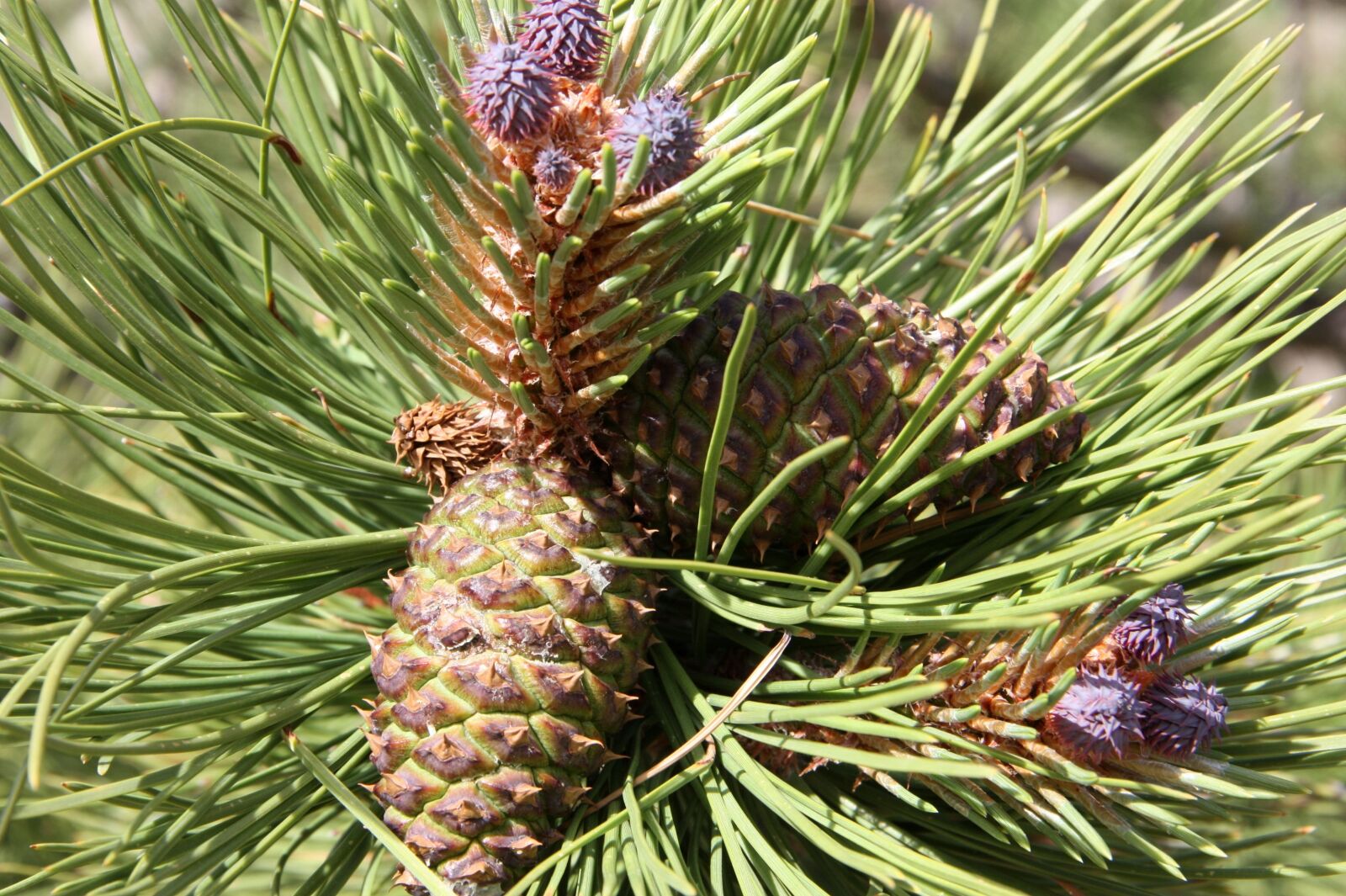 Canon EOS 450D (EOS Rebel XSi / EOS Kiss X2) sample photo. Pine cone, pine tree photography