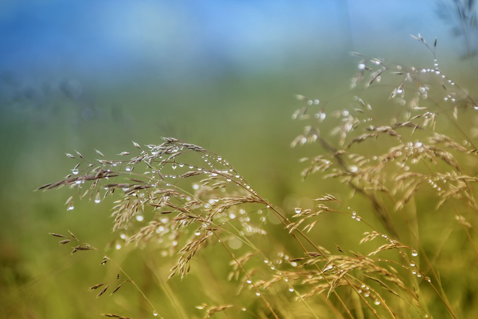 Canon EOS 60D sample photo. Nature, field, grass photography