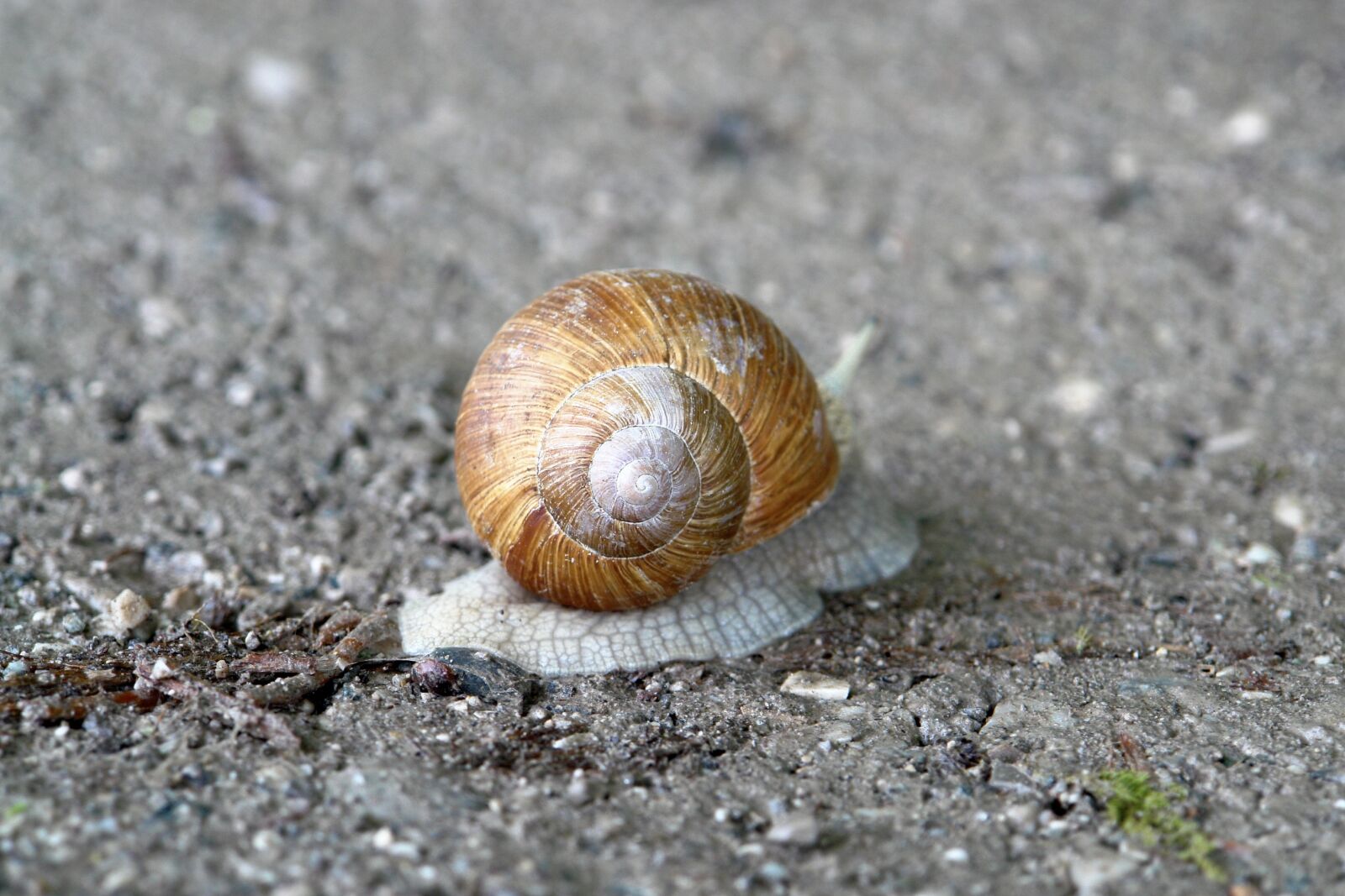 Sony DSC-R1 sample photo. Snail, slowly, nature photography