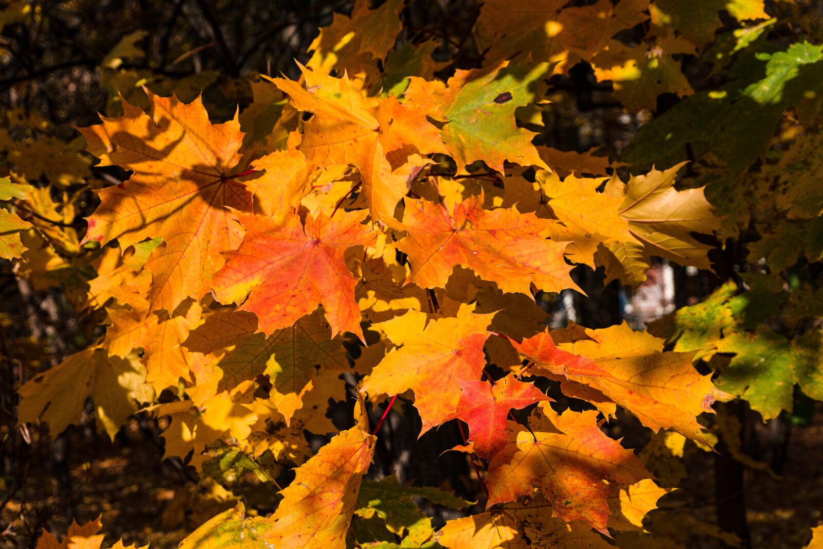 Sony a6300 sample photo. Autumn, maple, foliage photography